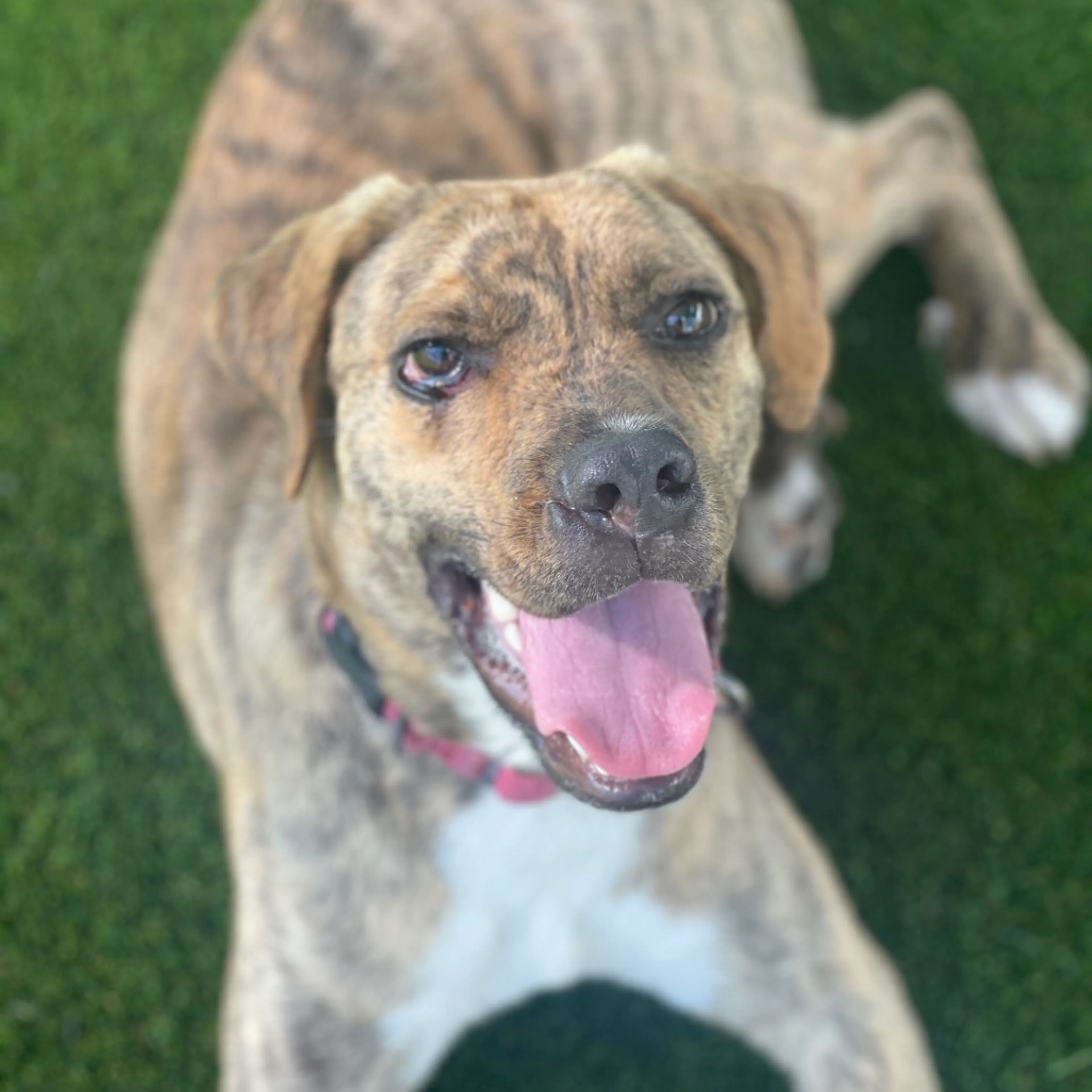 Found pet-6