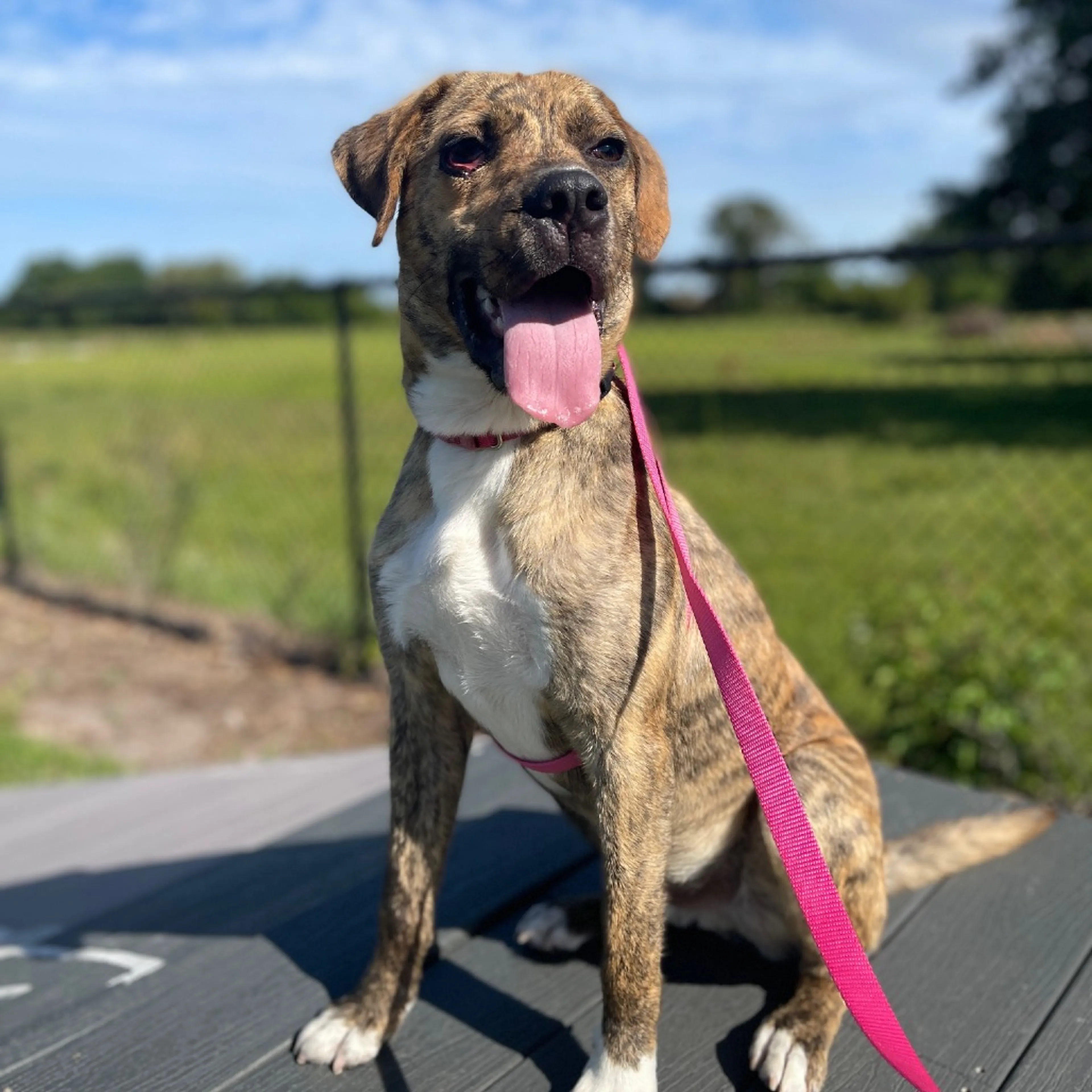 Found pet-5