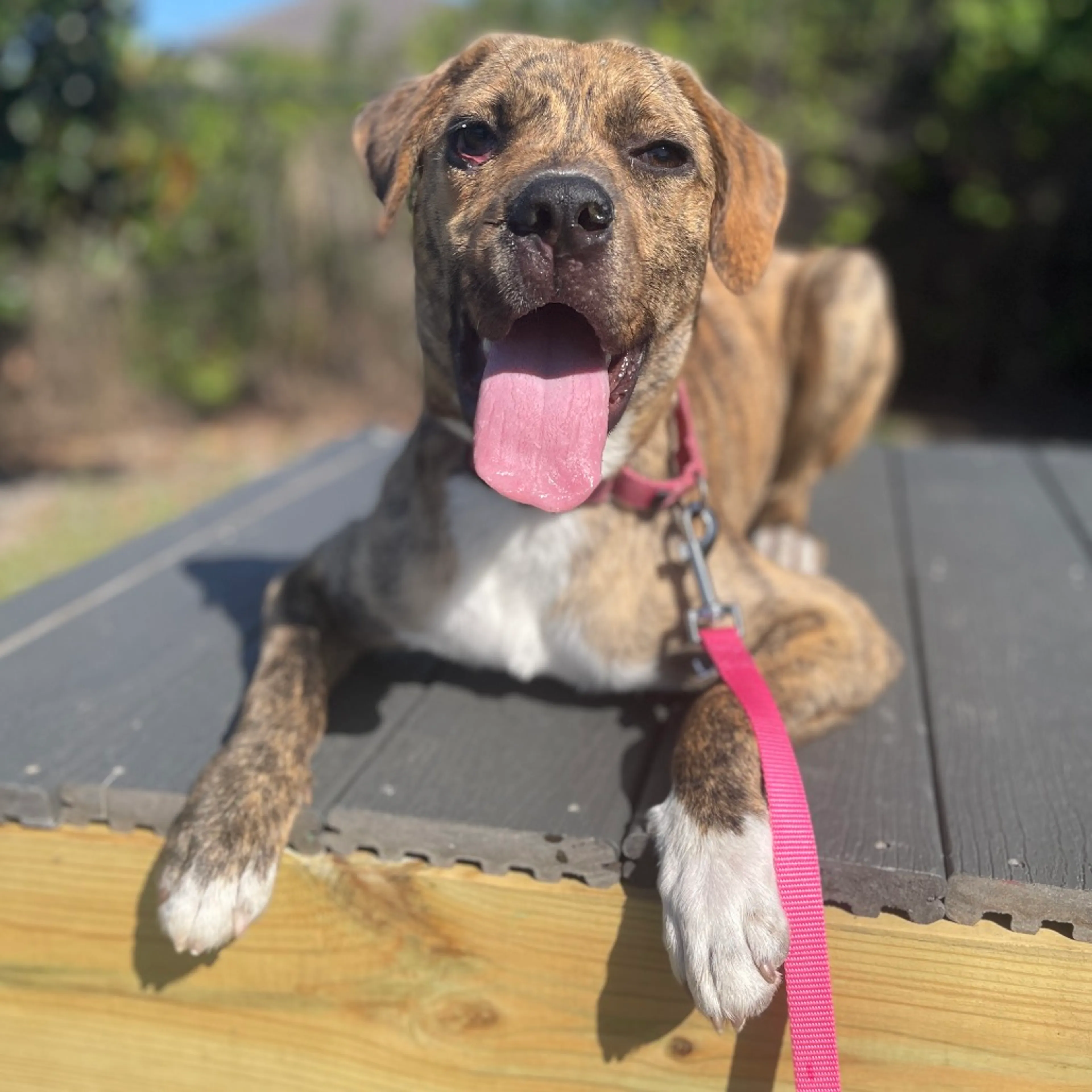 Found pet-4