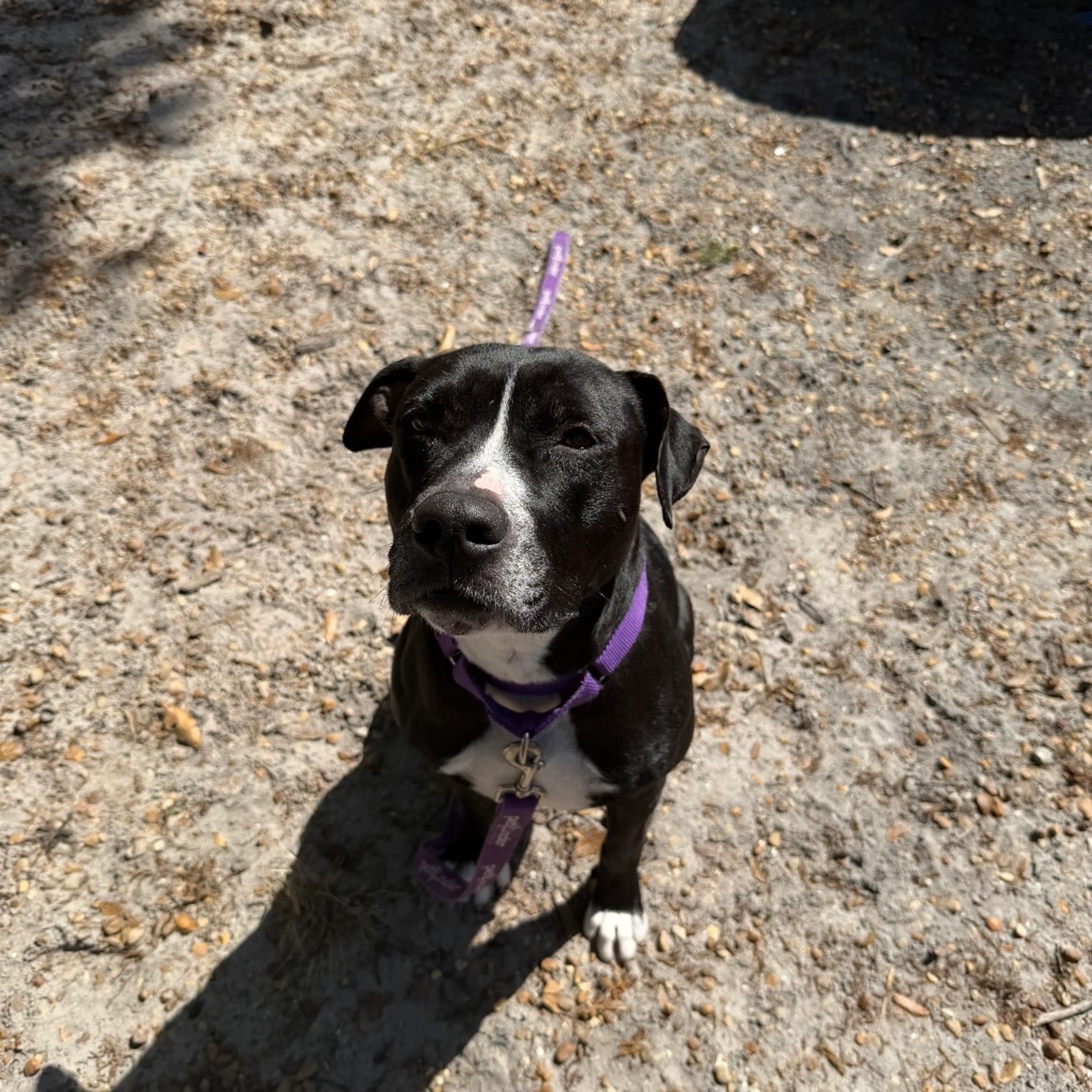 Found pet-3