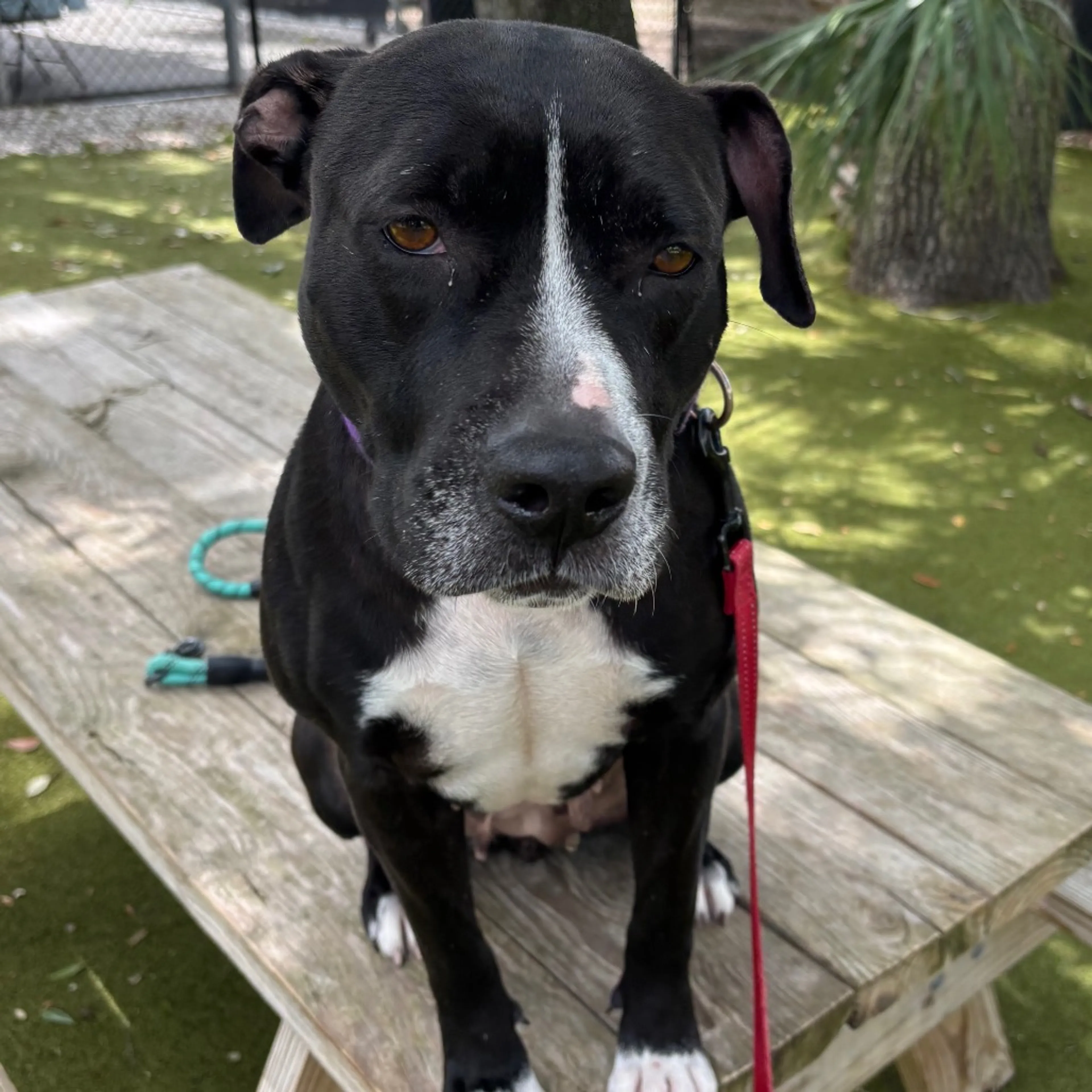 Found pet-11