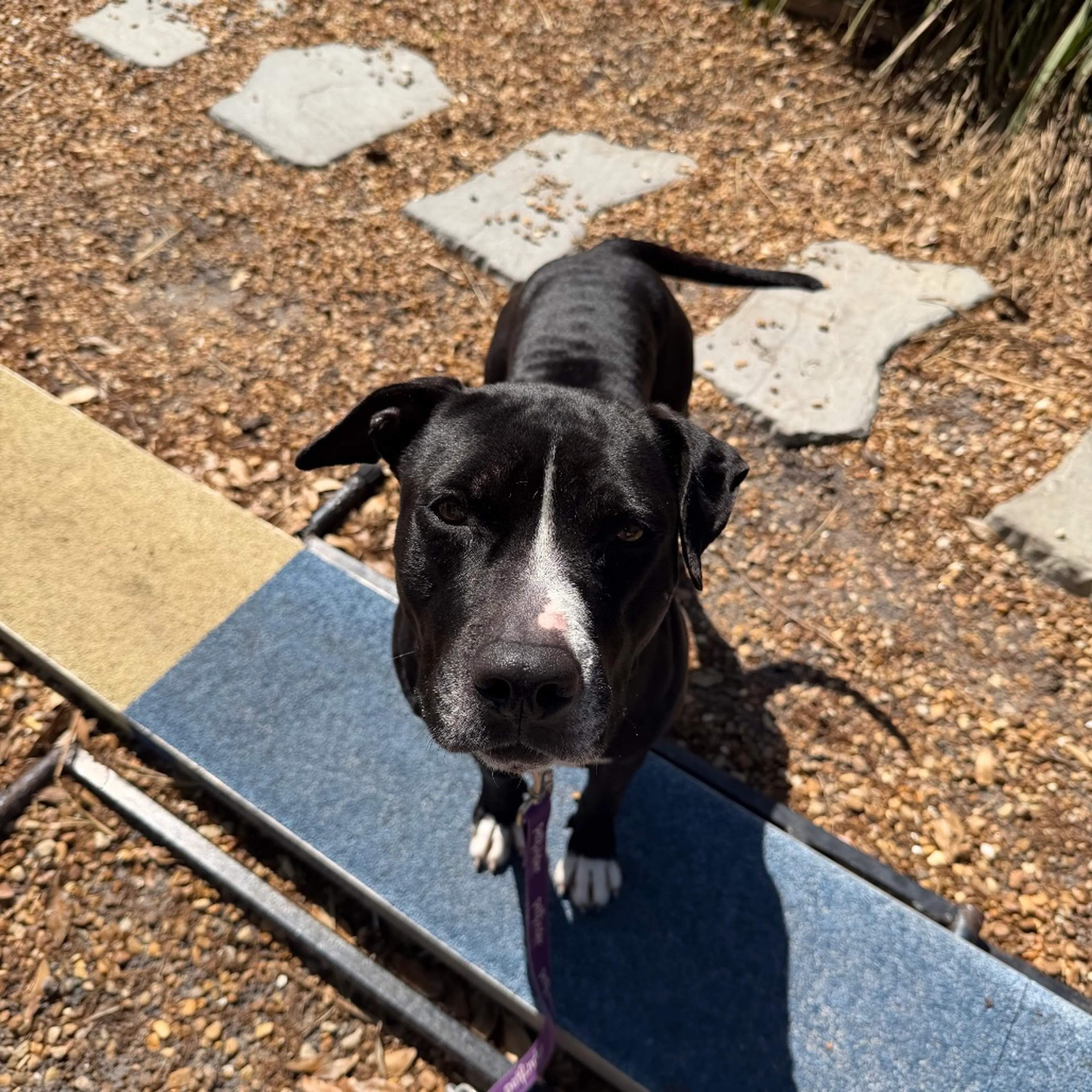 Found pet-4