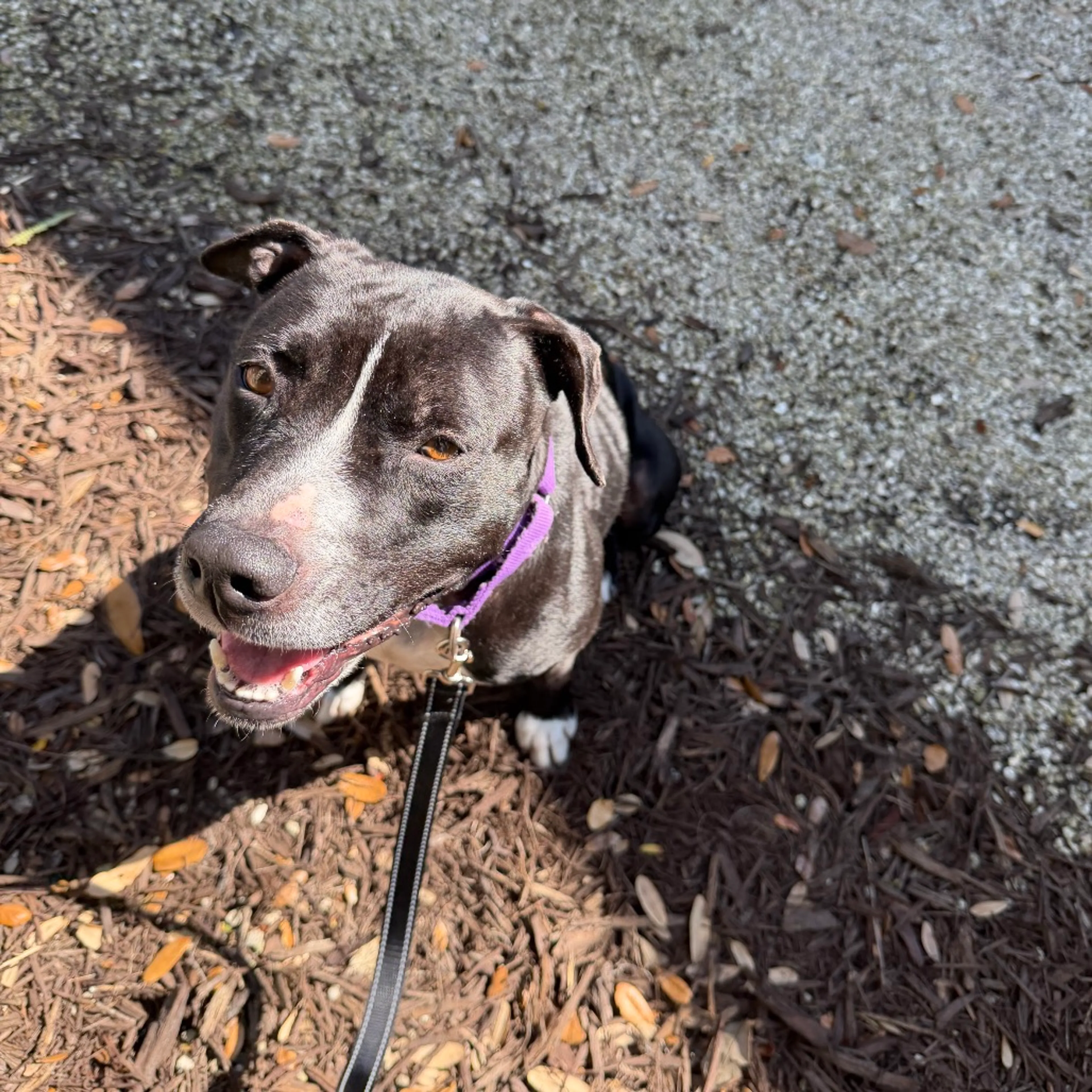Found pet-2