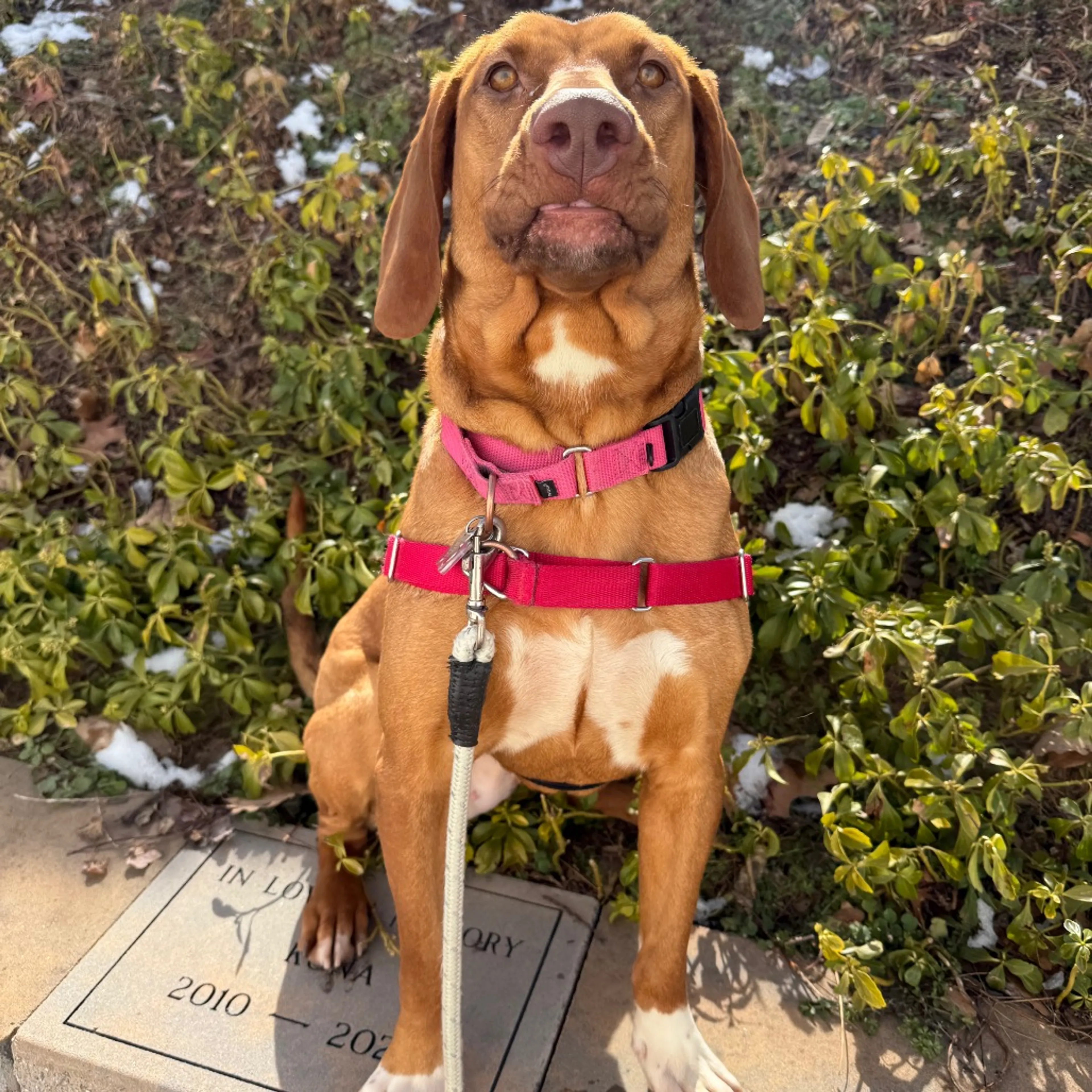 Found pet-27