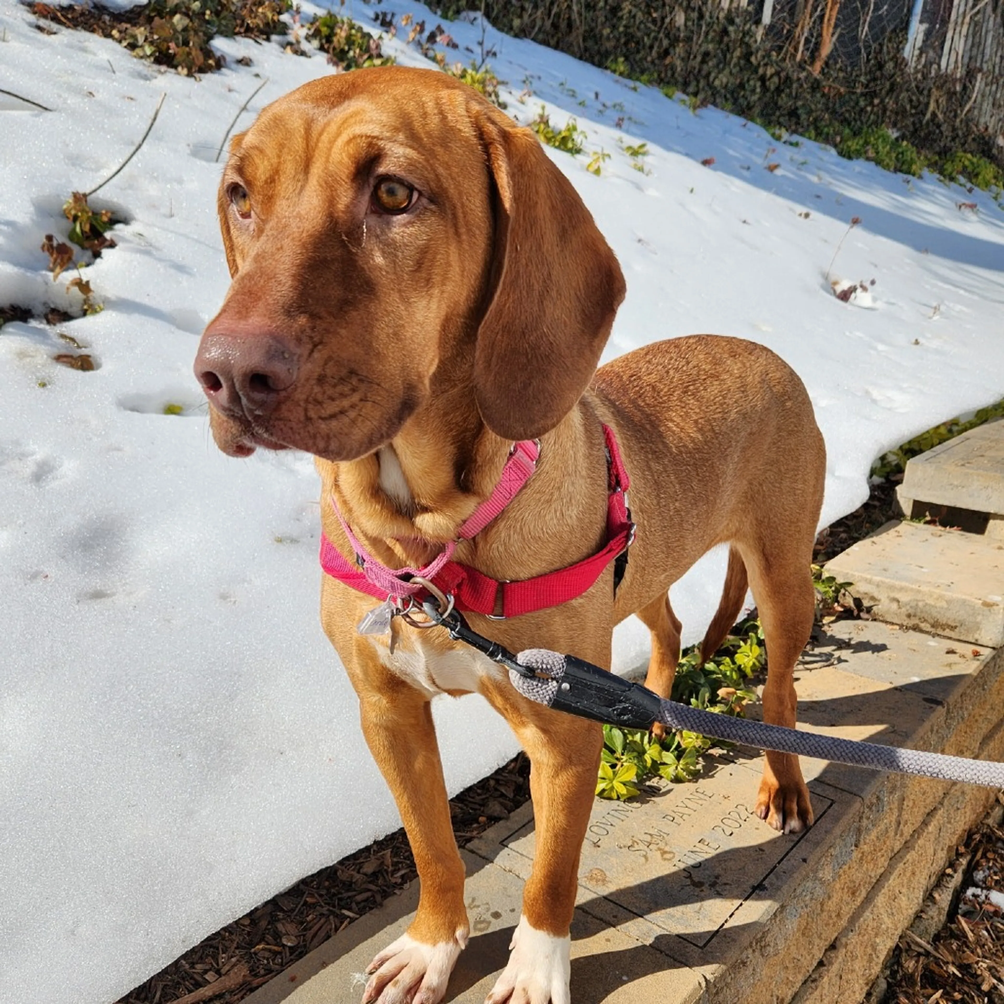 Found pet-6