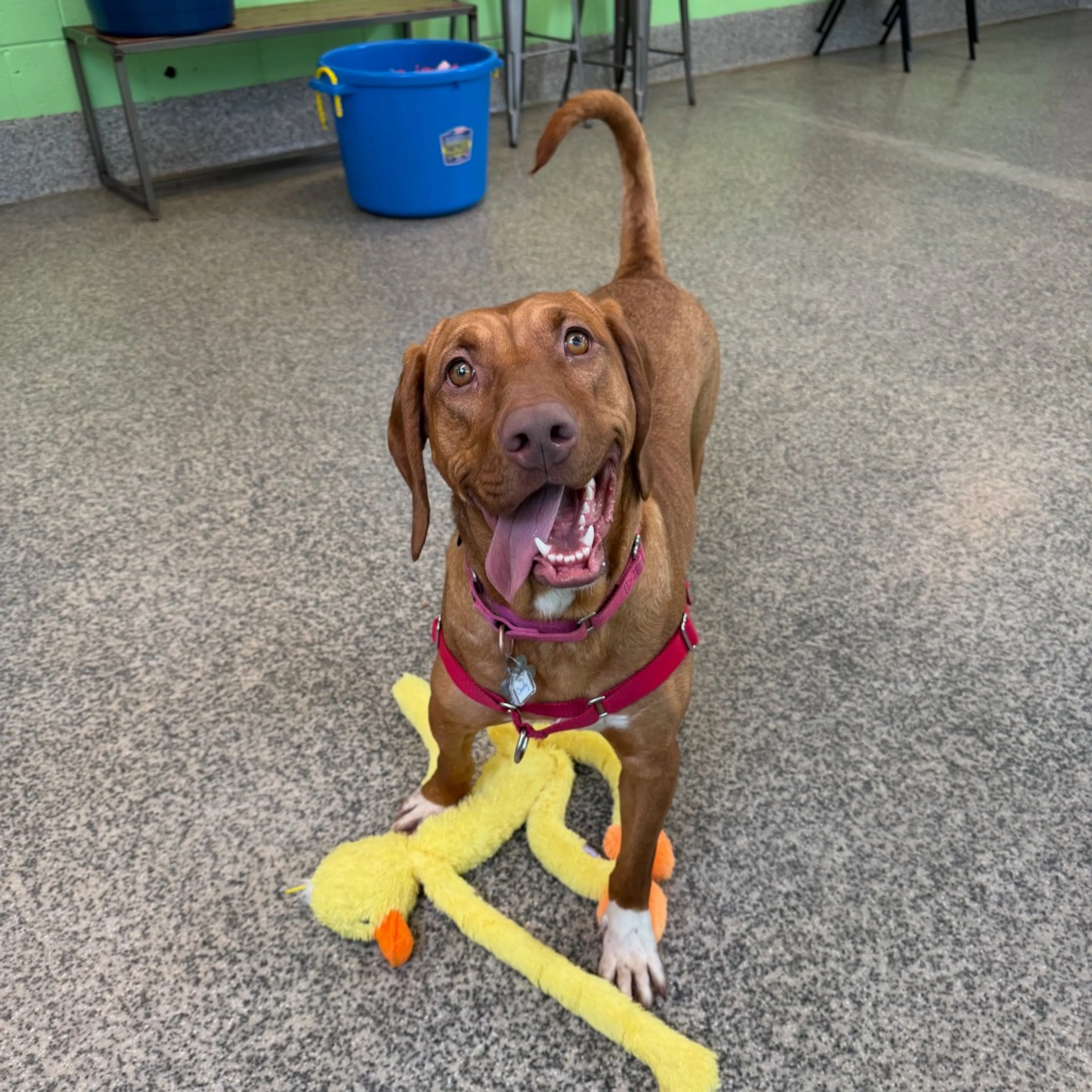 Found pet-11