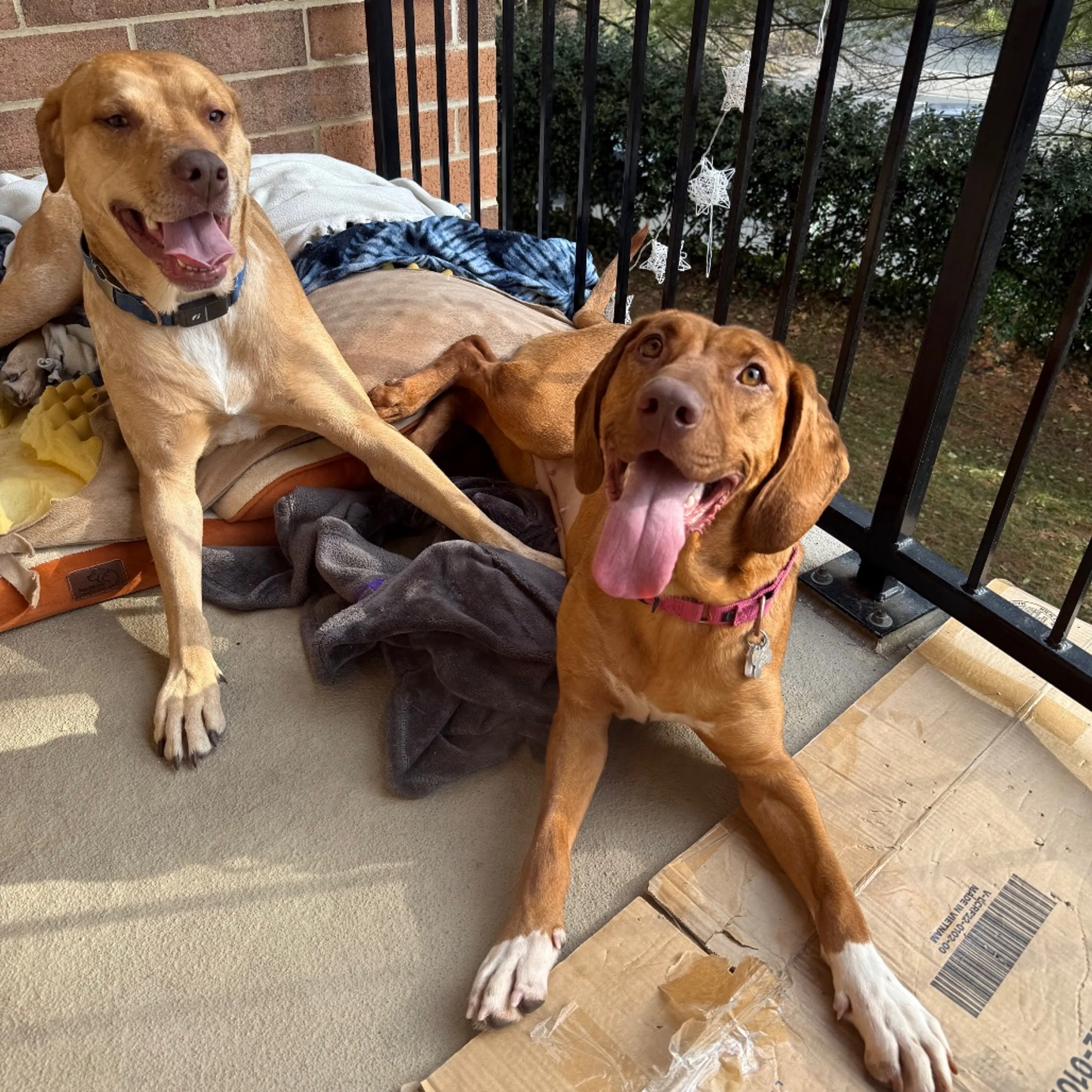 Found pet-34
