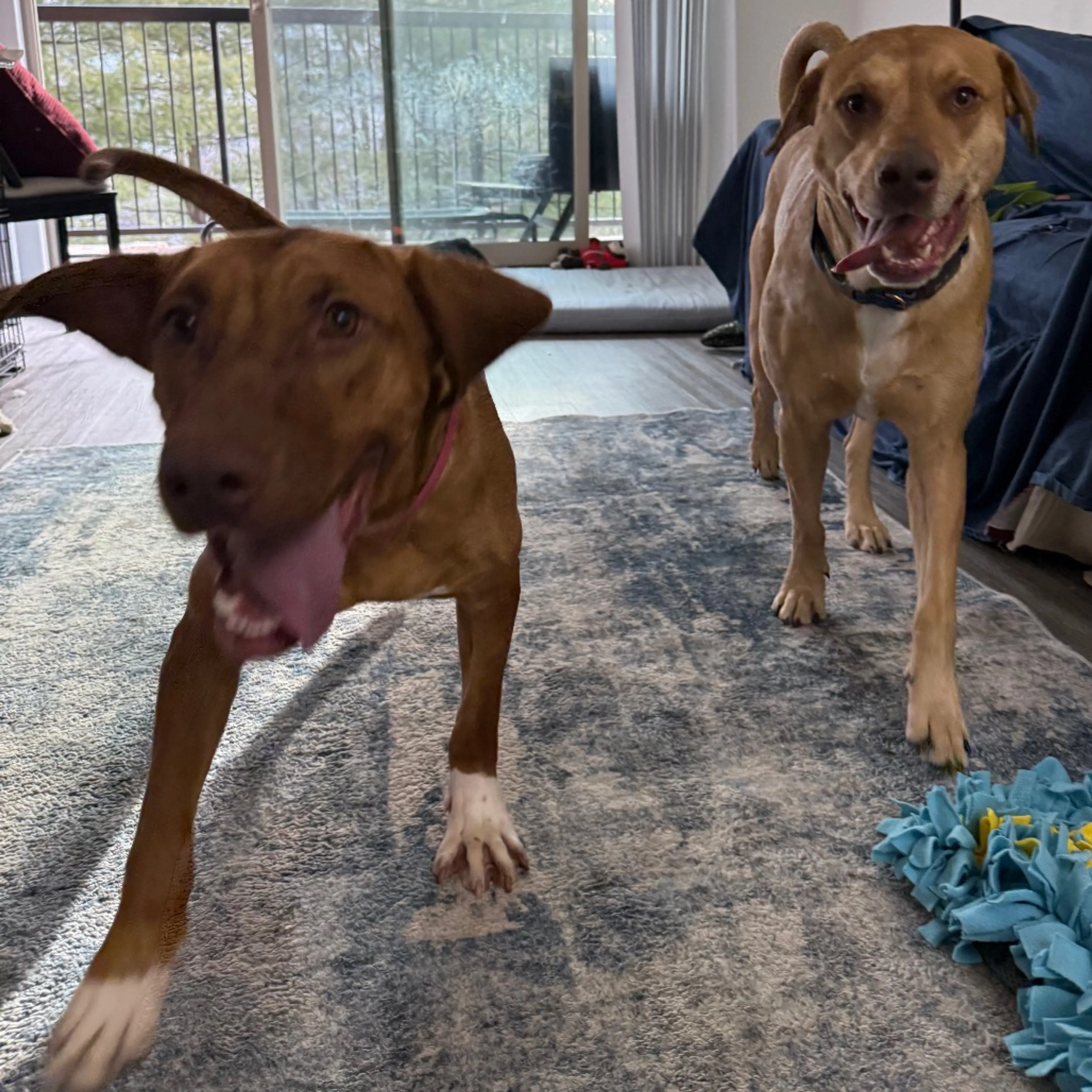 Found pet-31