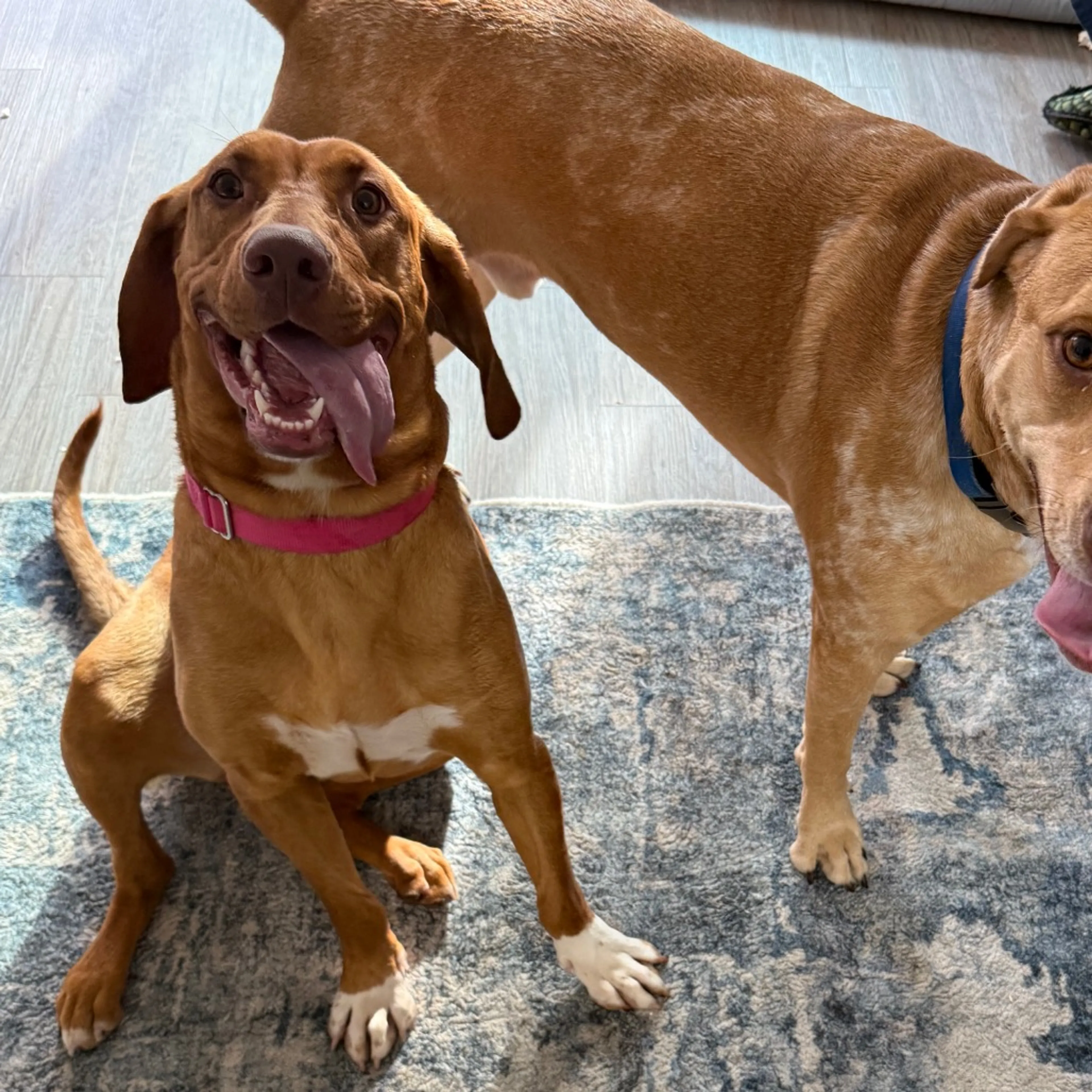 Found pet-30