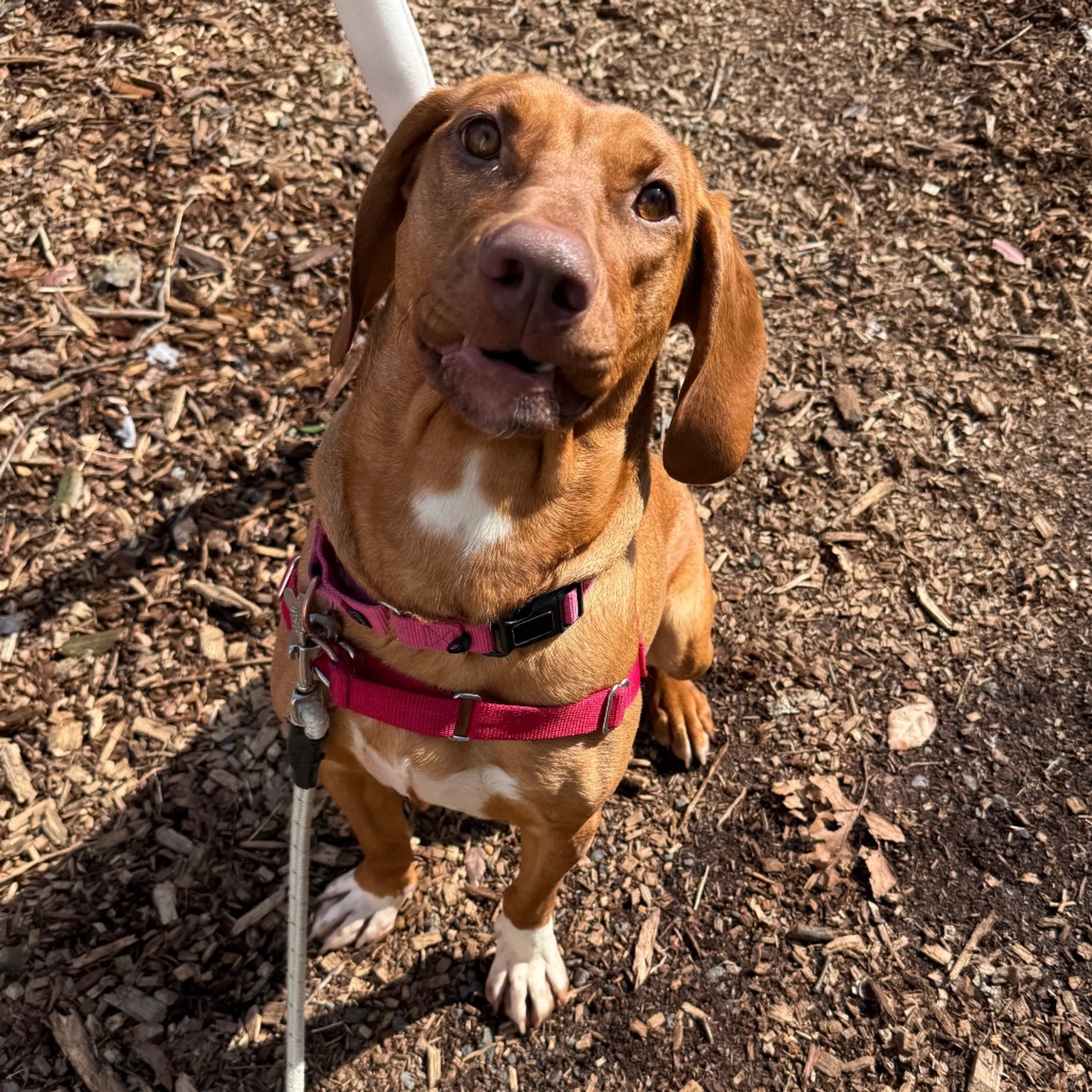 Found pet-28