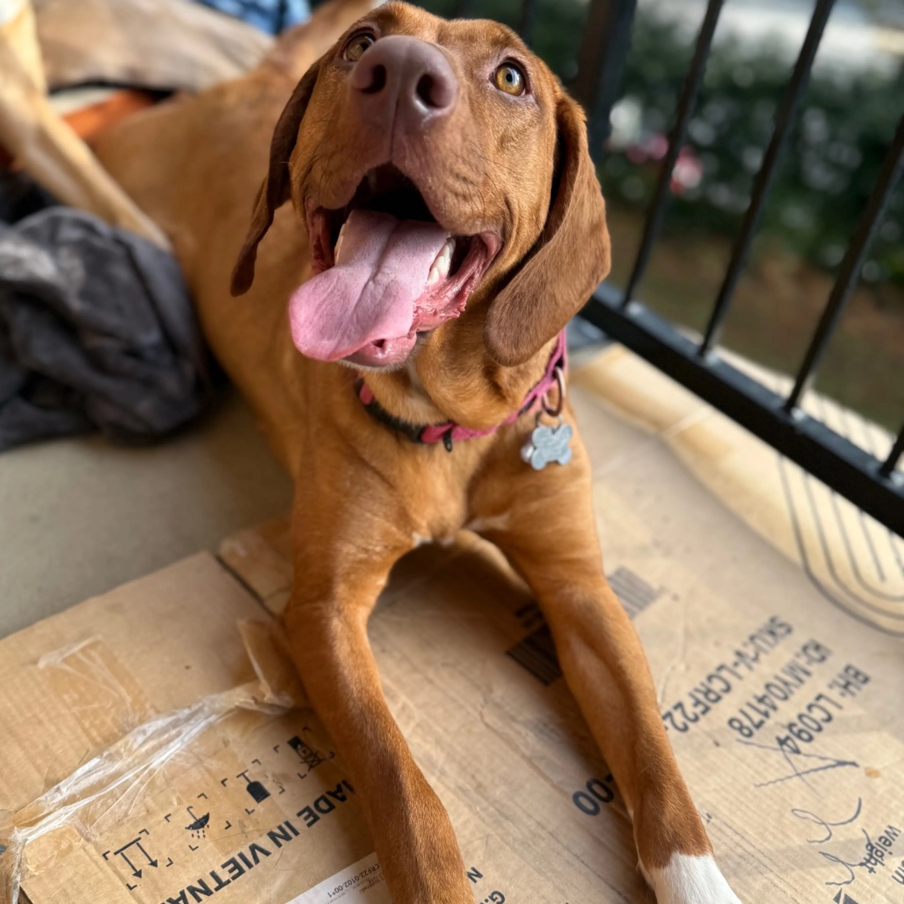 Found pet-33