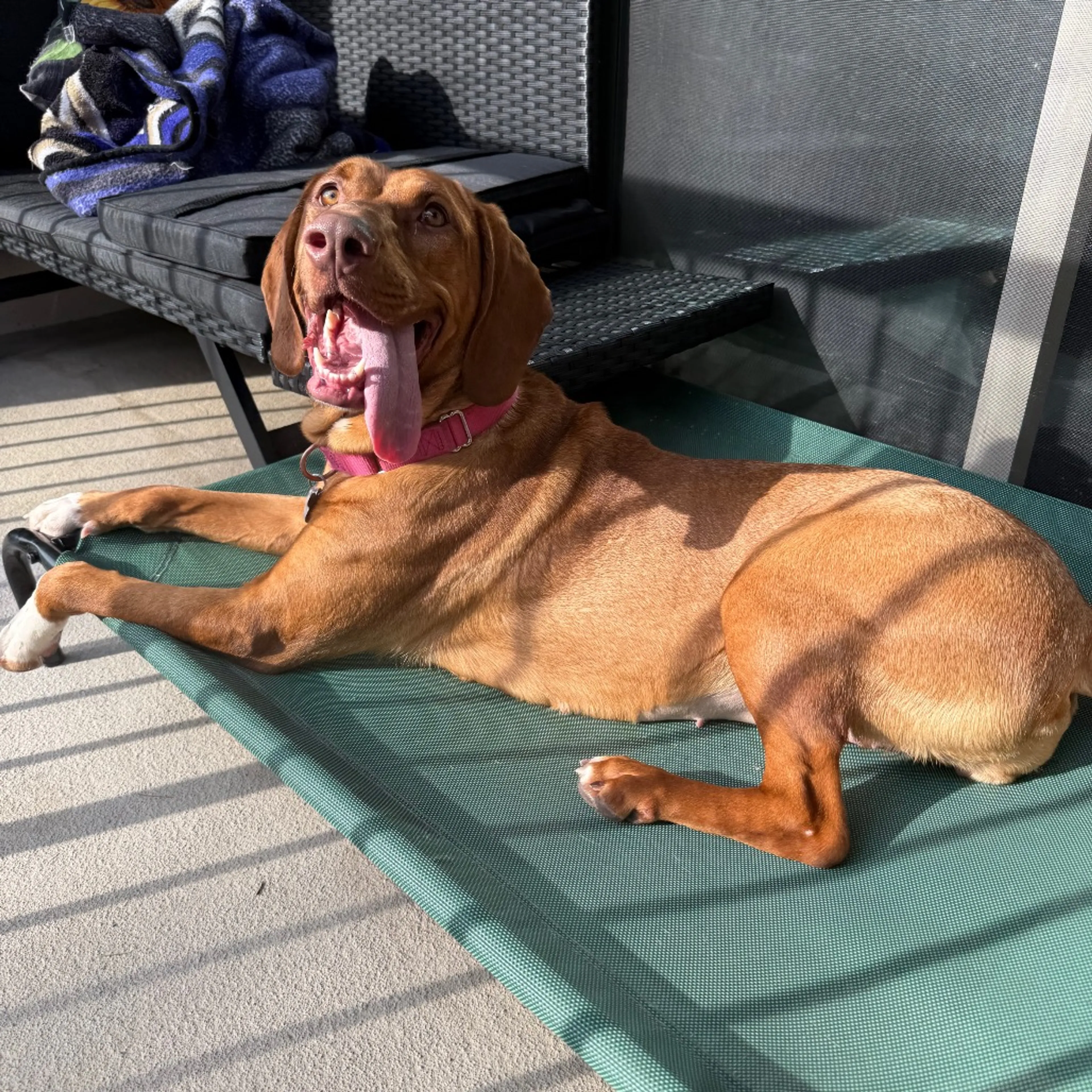 Found pet-32