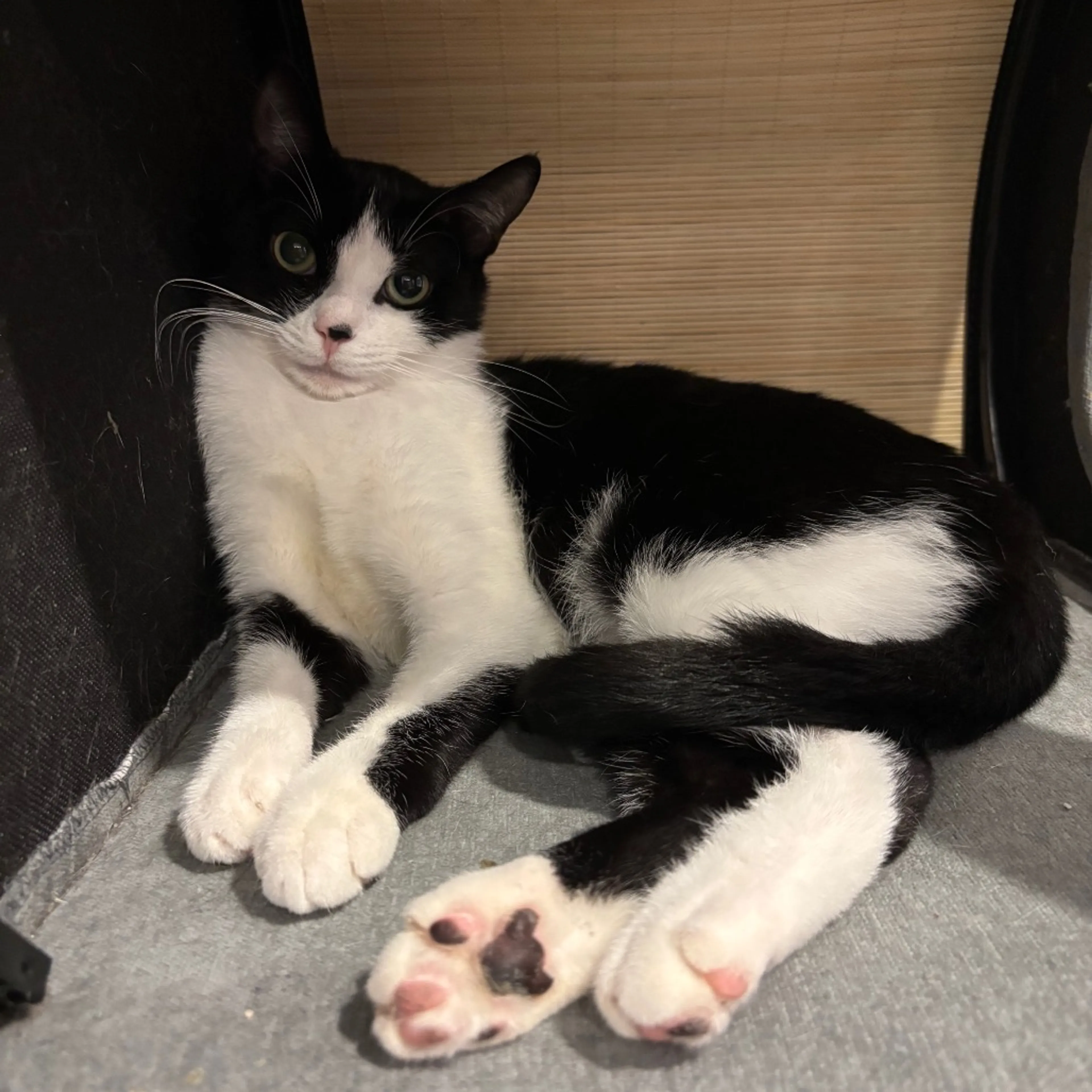 Found pet-2