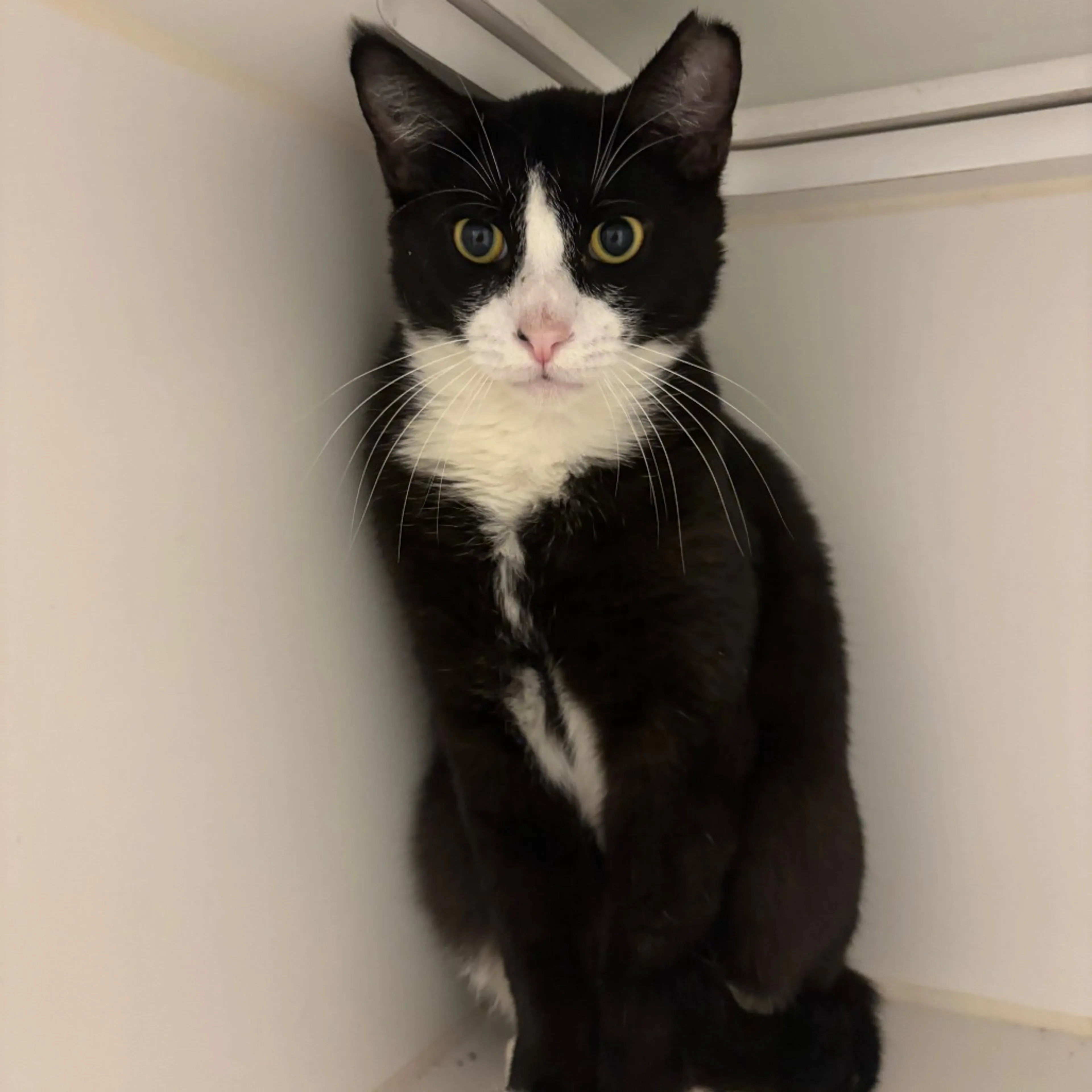 Found pet-2