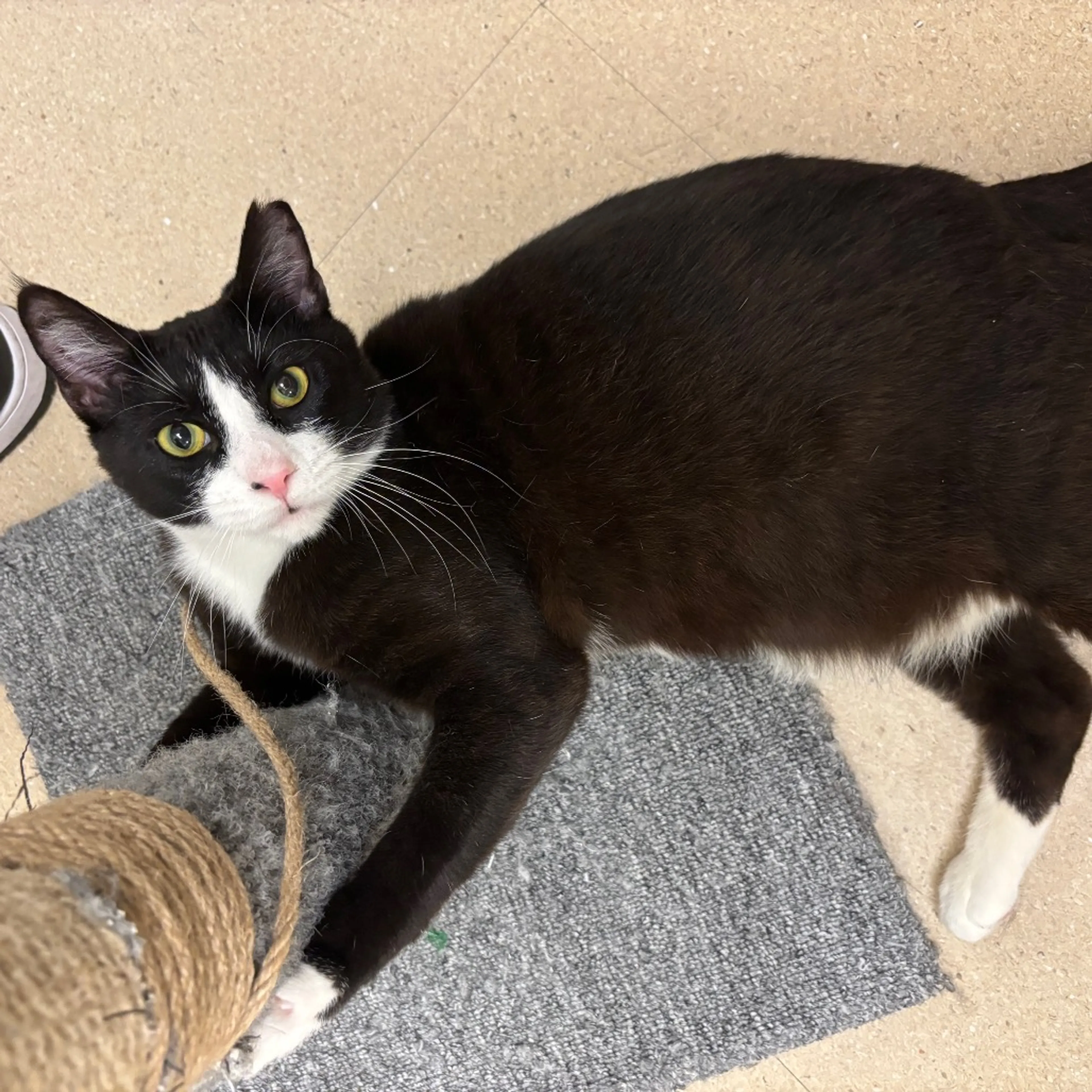 Found pet-3