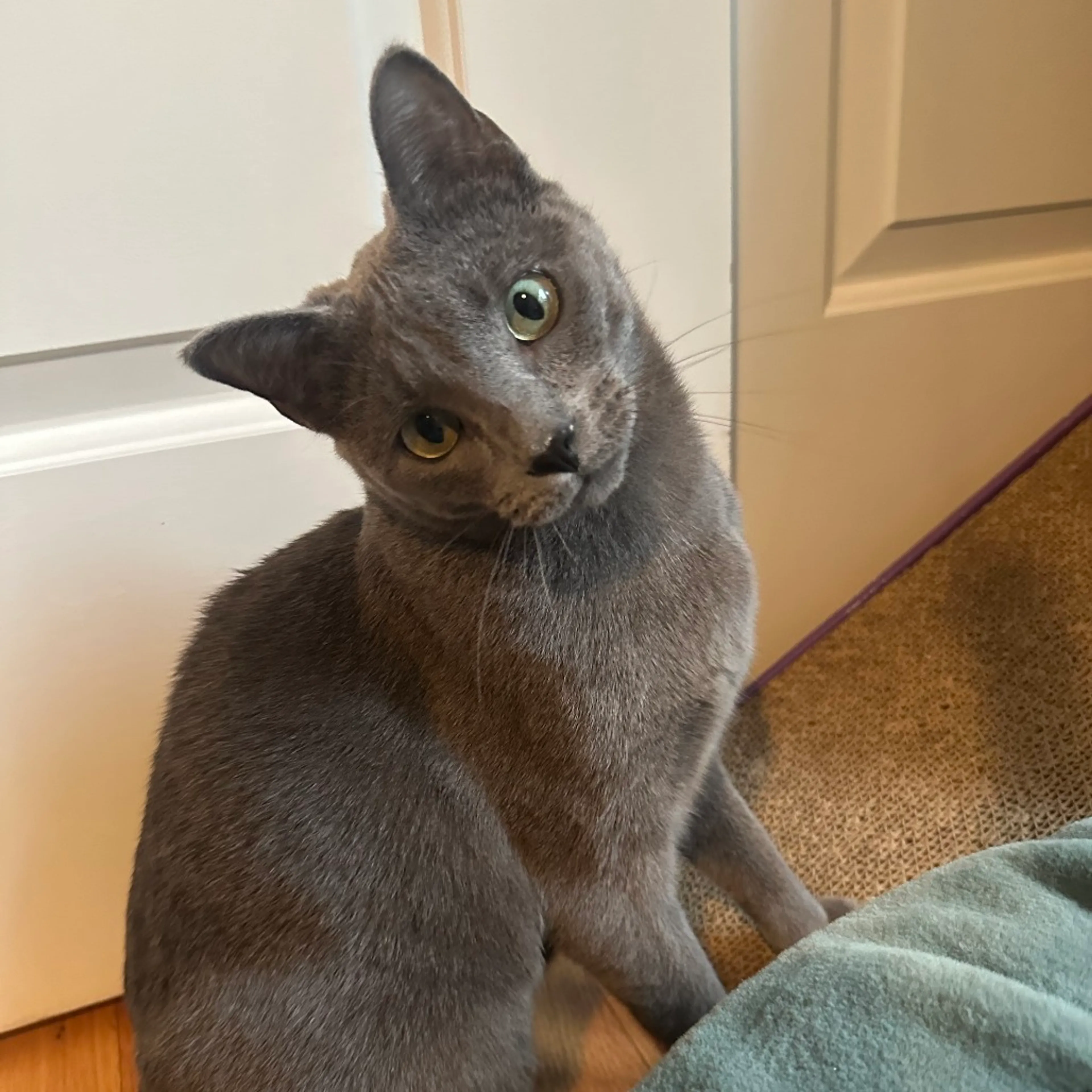 Found pet-4