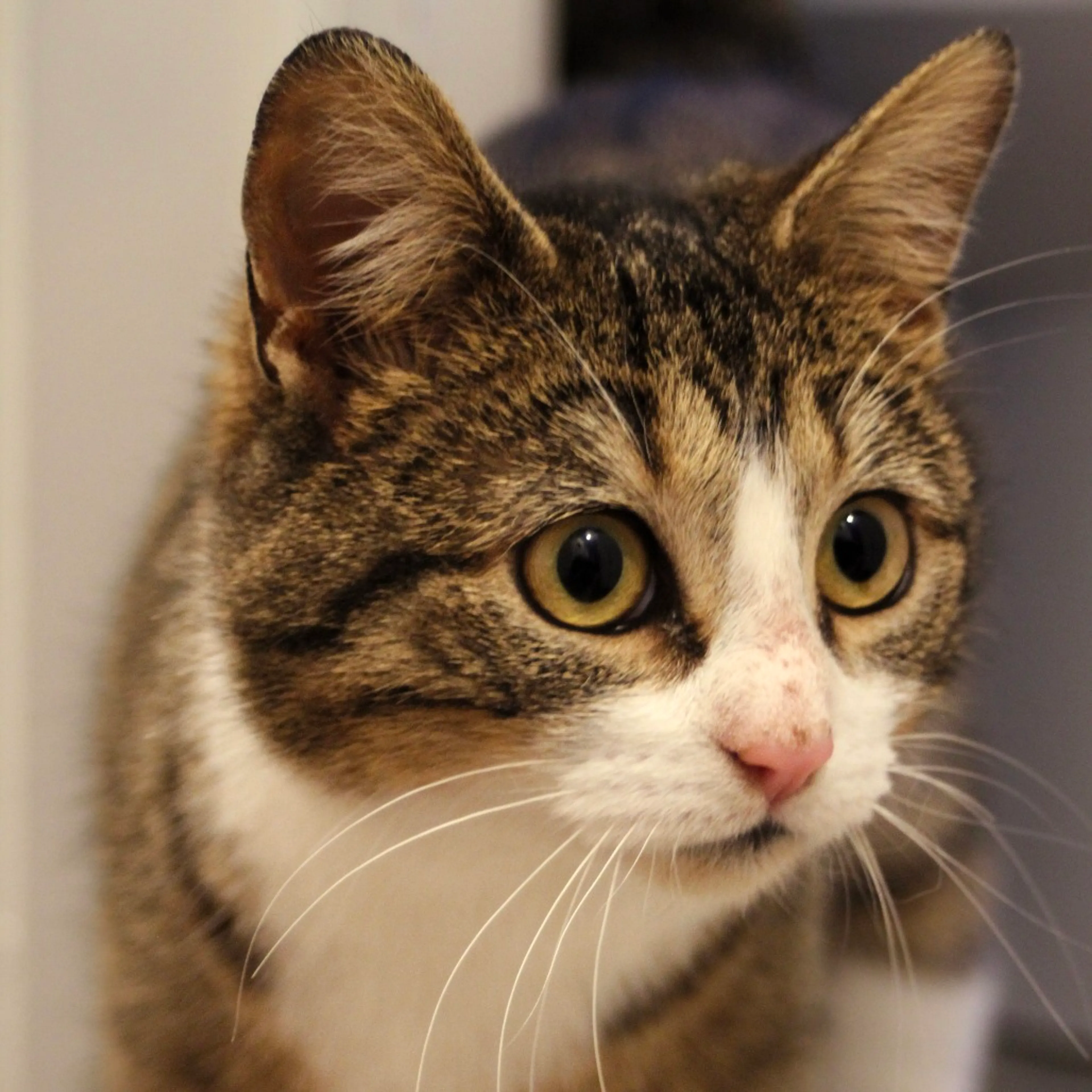Found pet-4