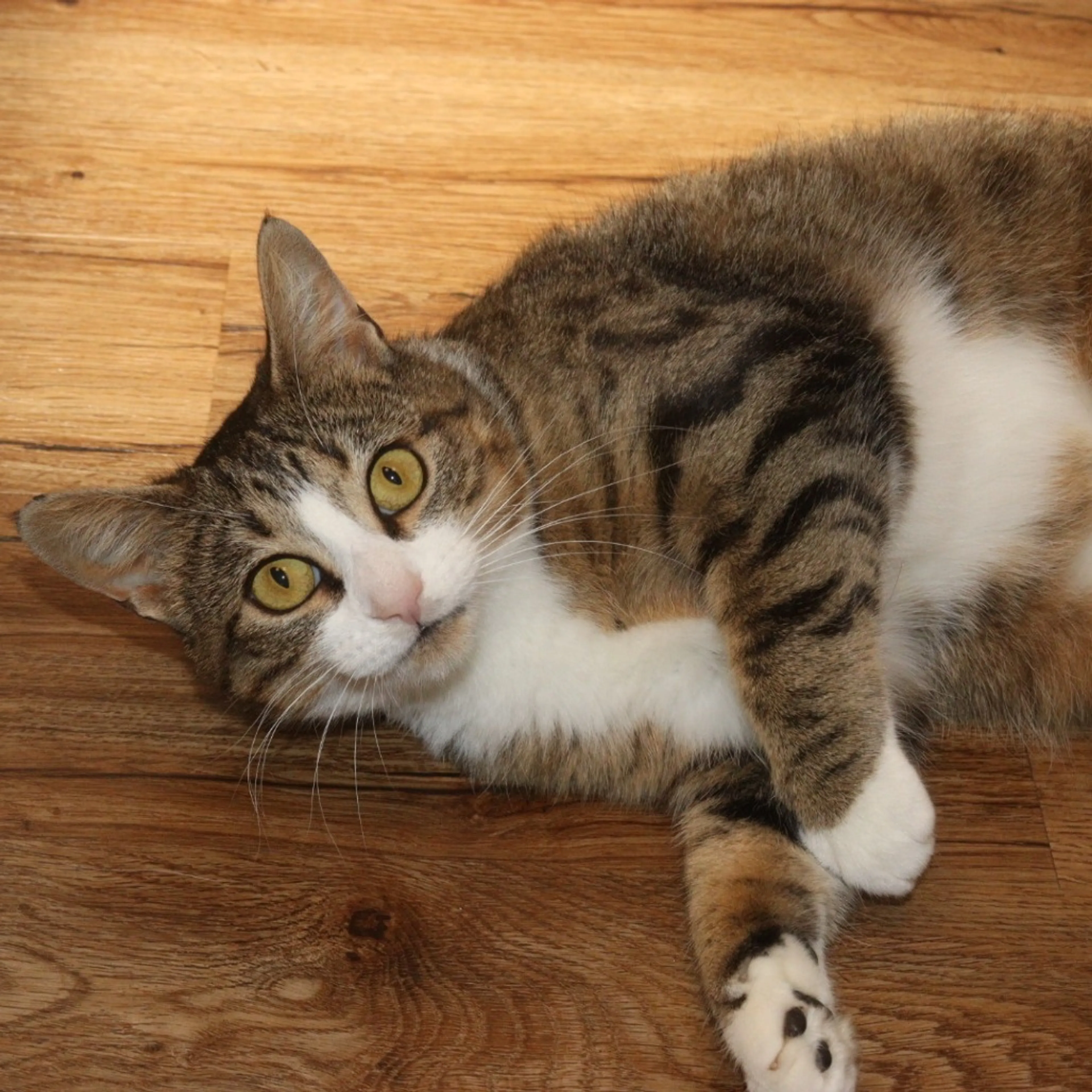 Found pet-6