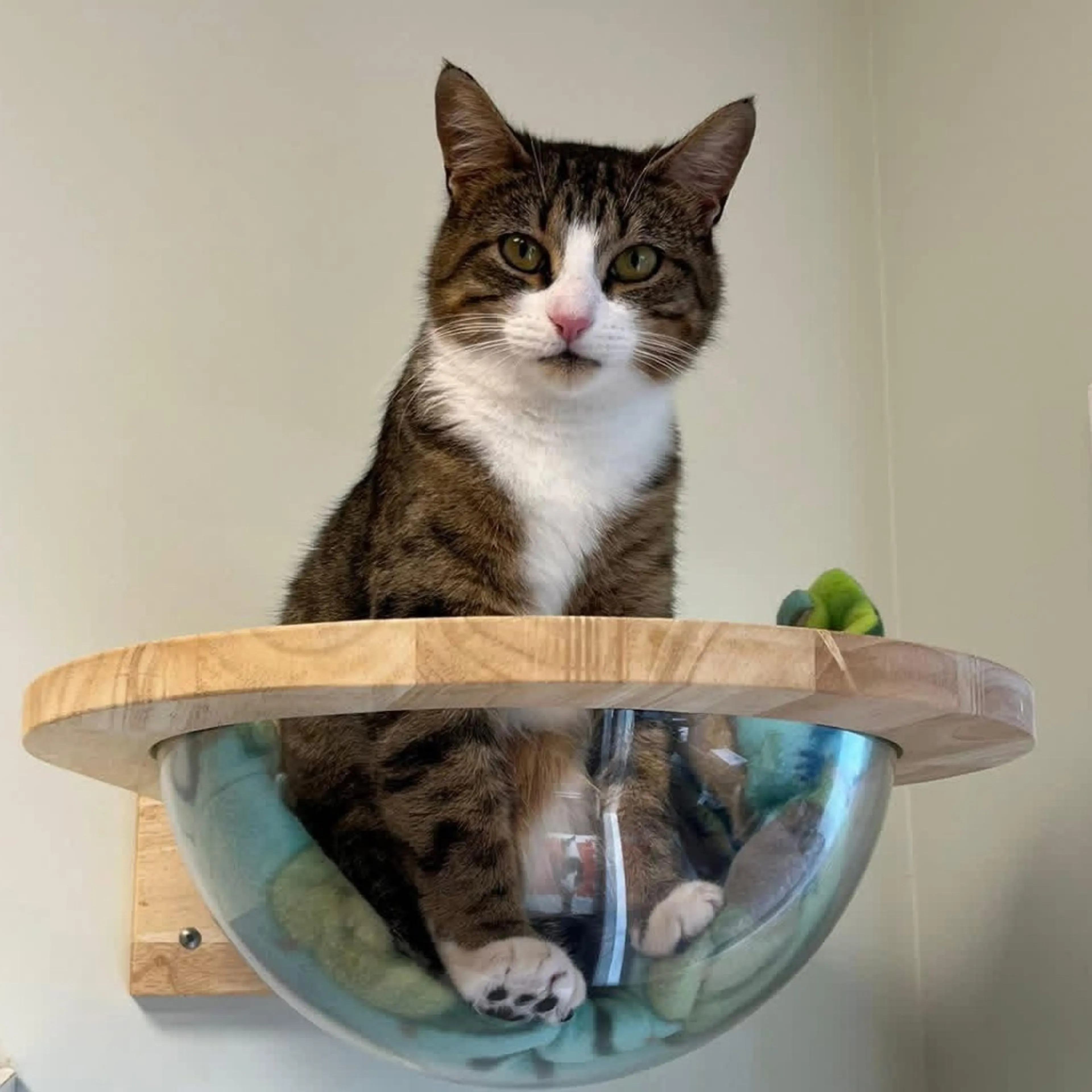 Found pet-5