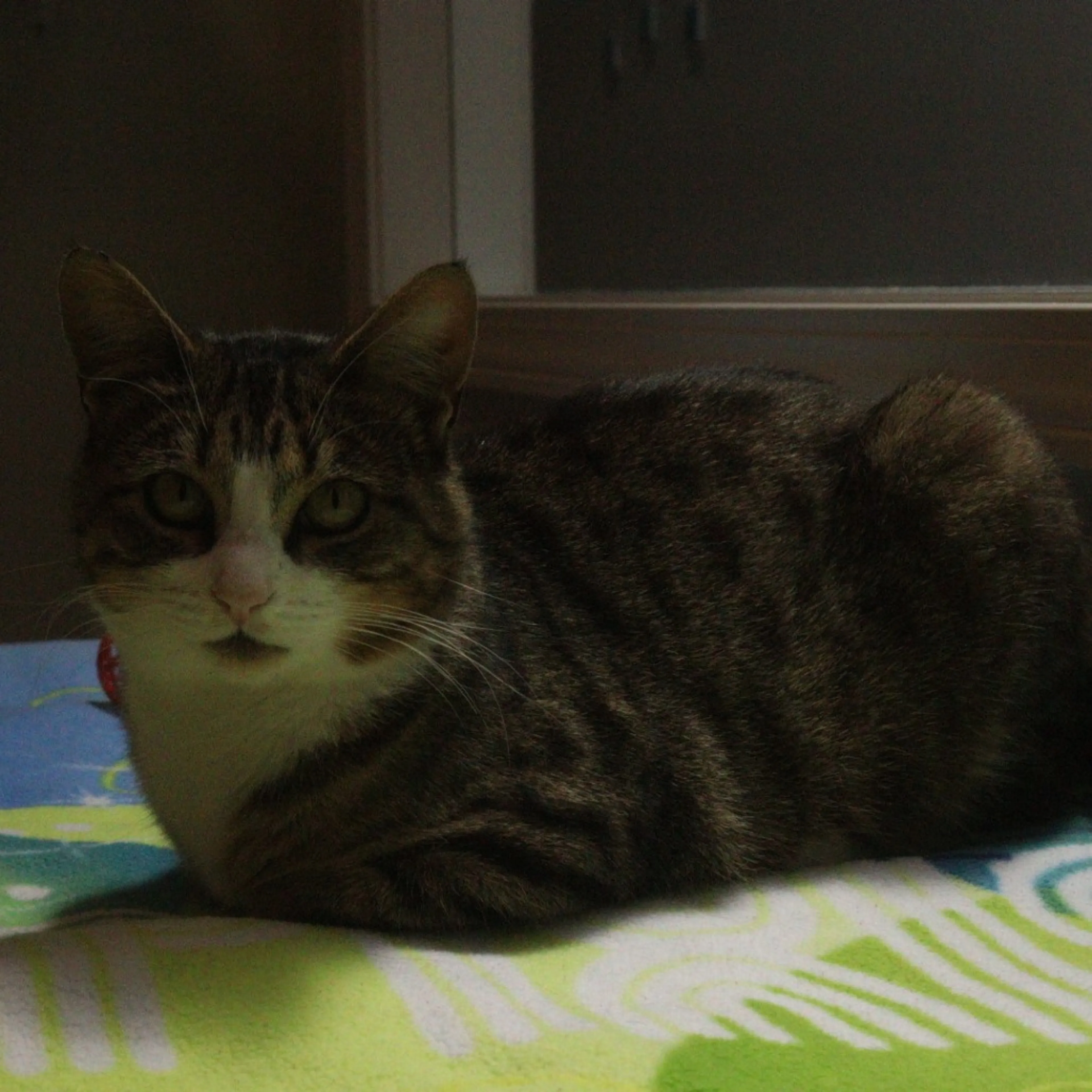 Found pet-7