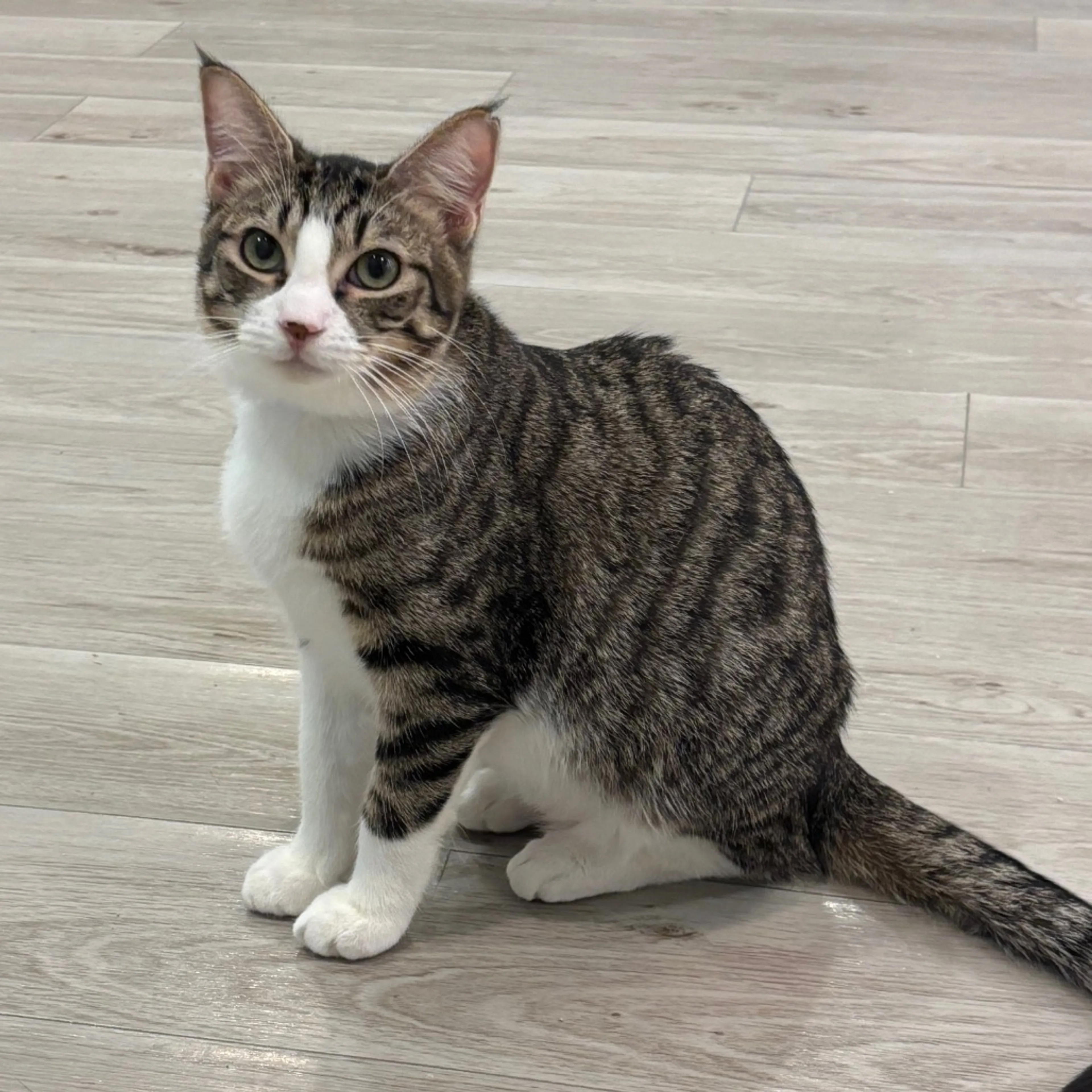 Found pet-0