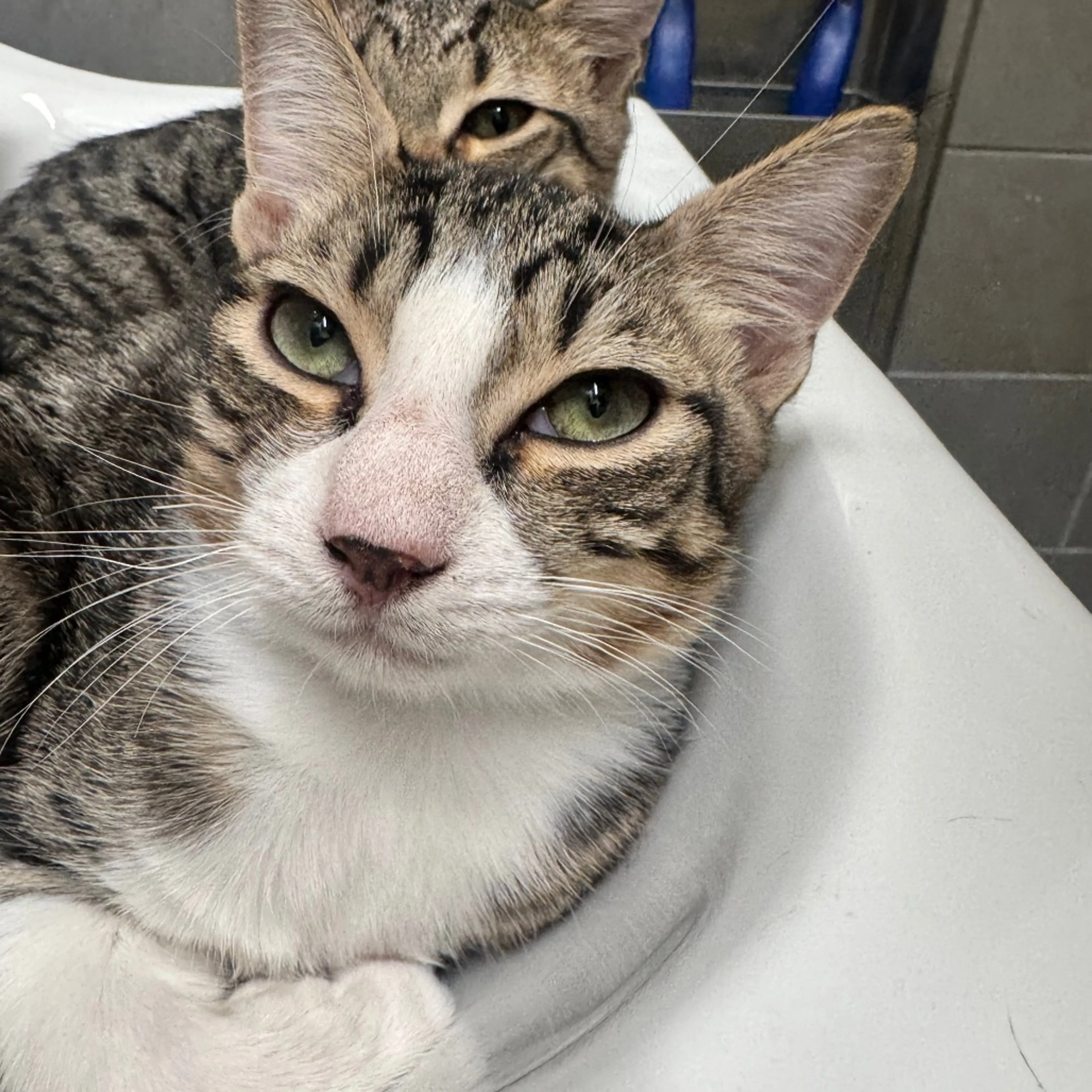Found pet-1