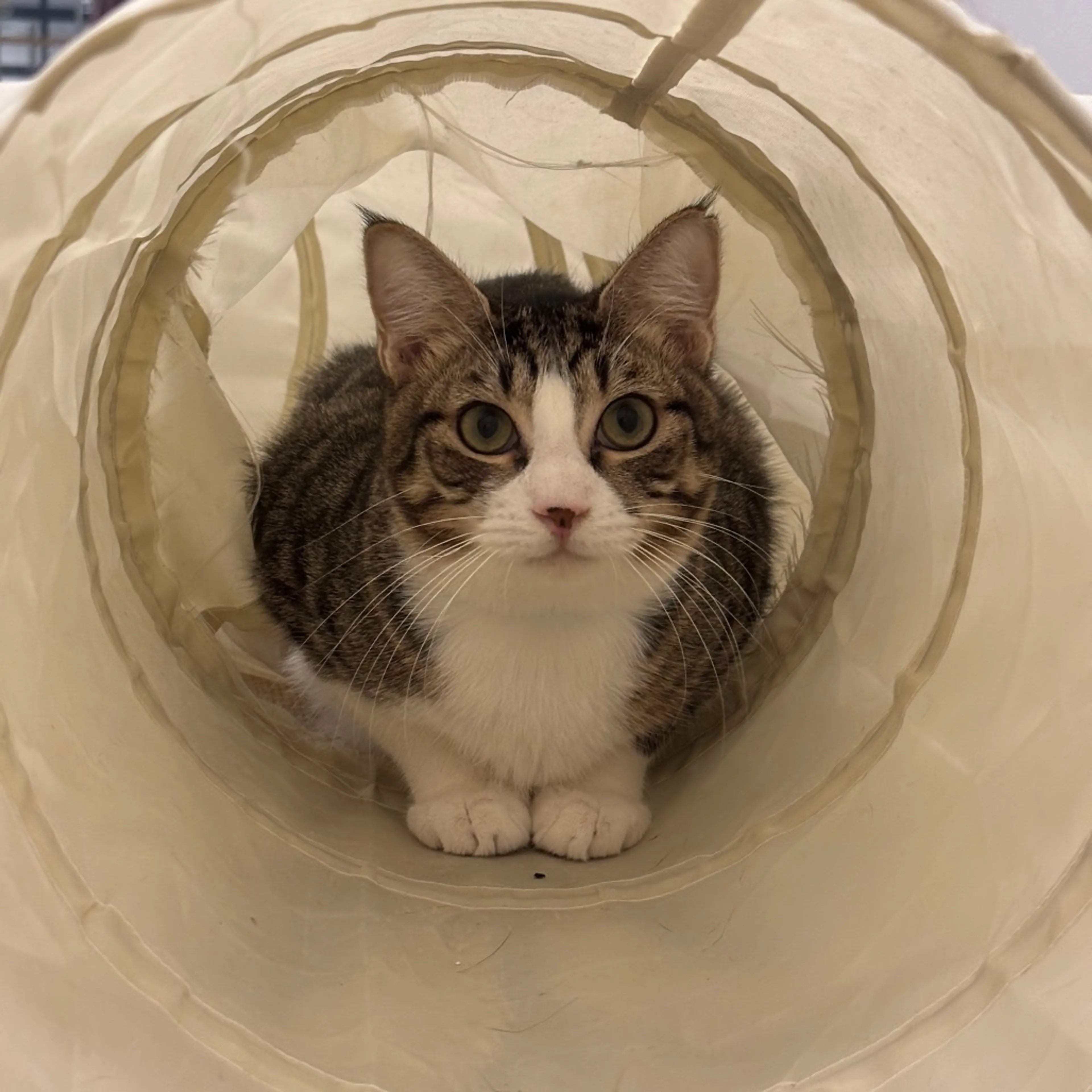 Found pet-2