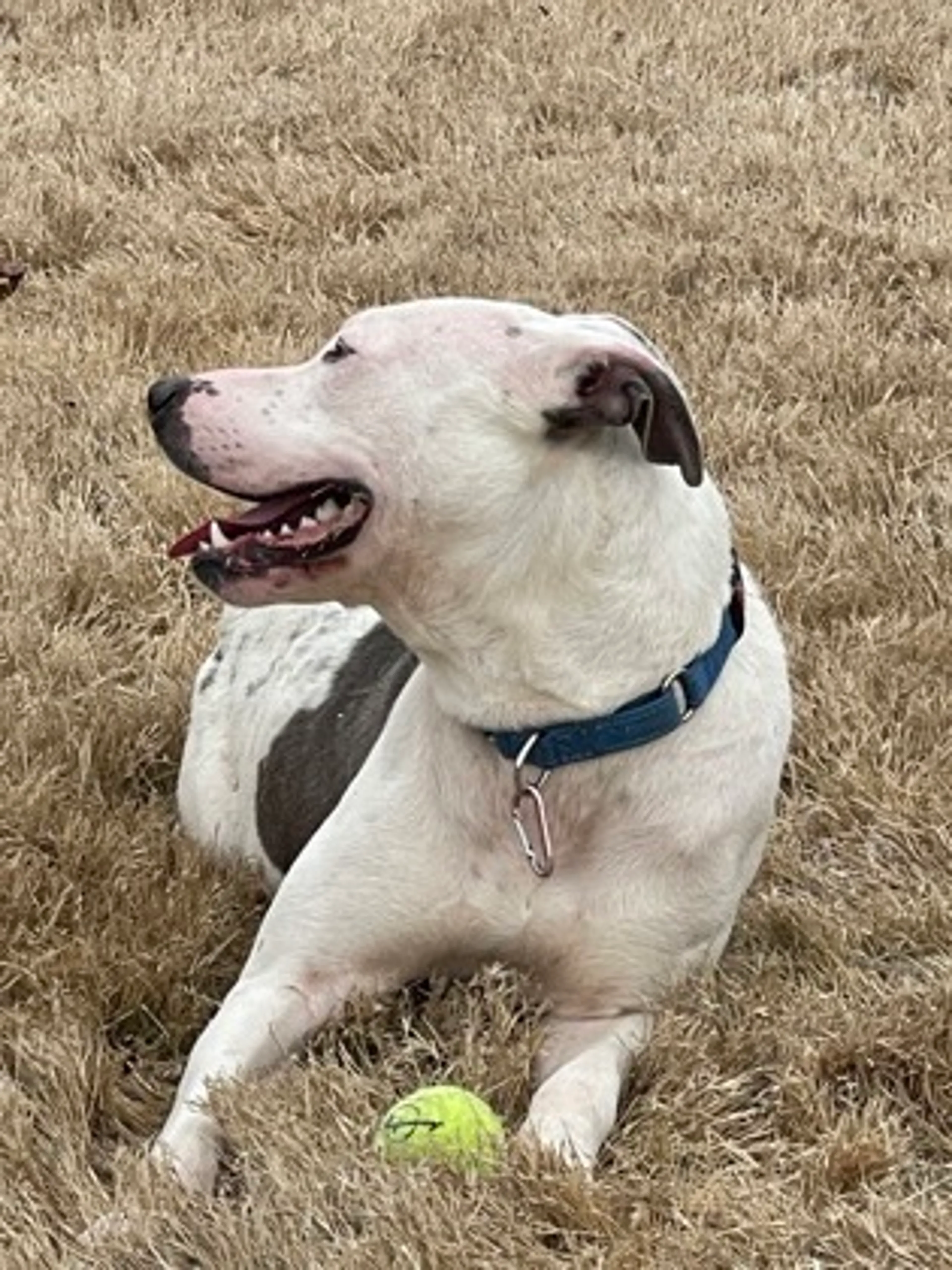 Found pet-2