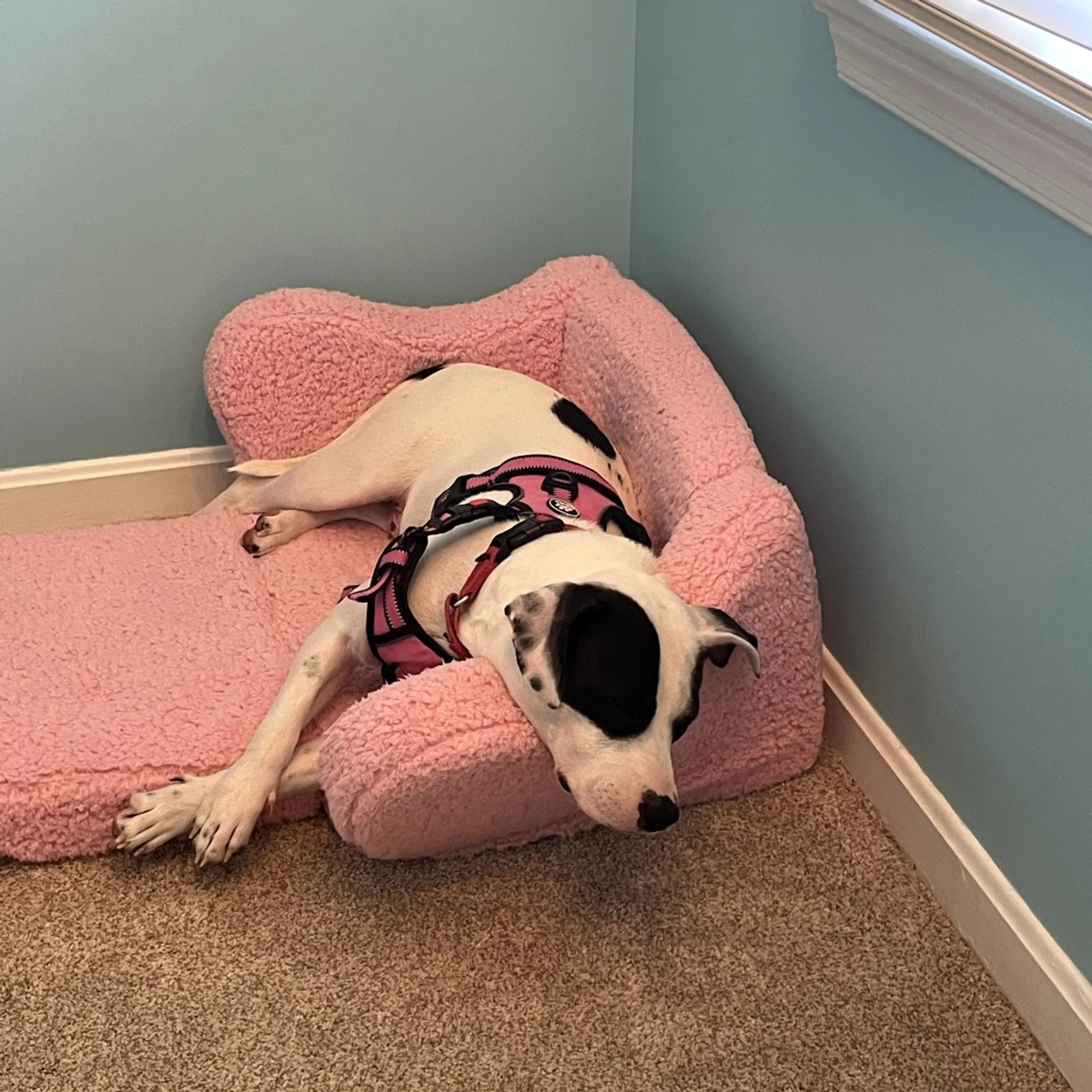 Found pet-11