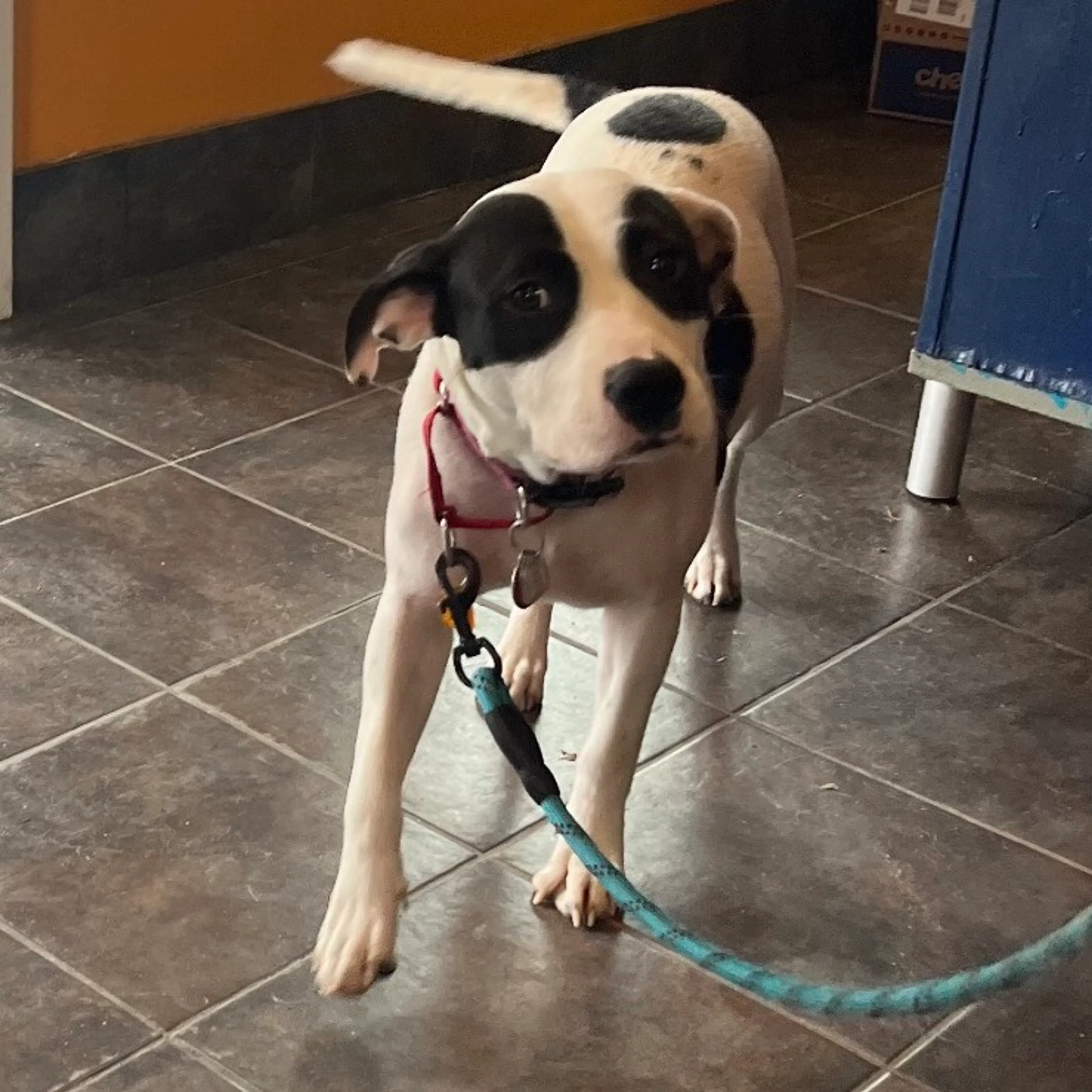 Found pet-5