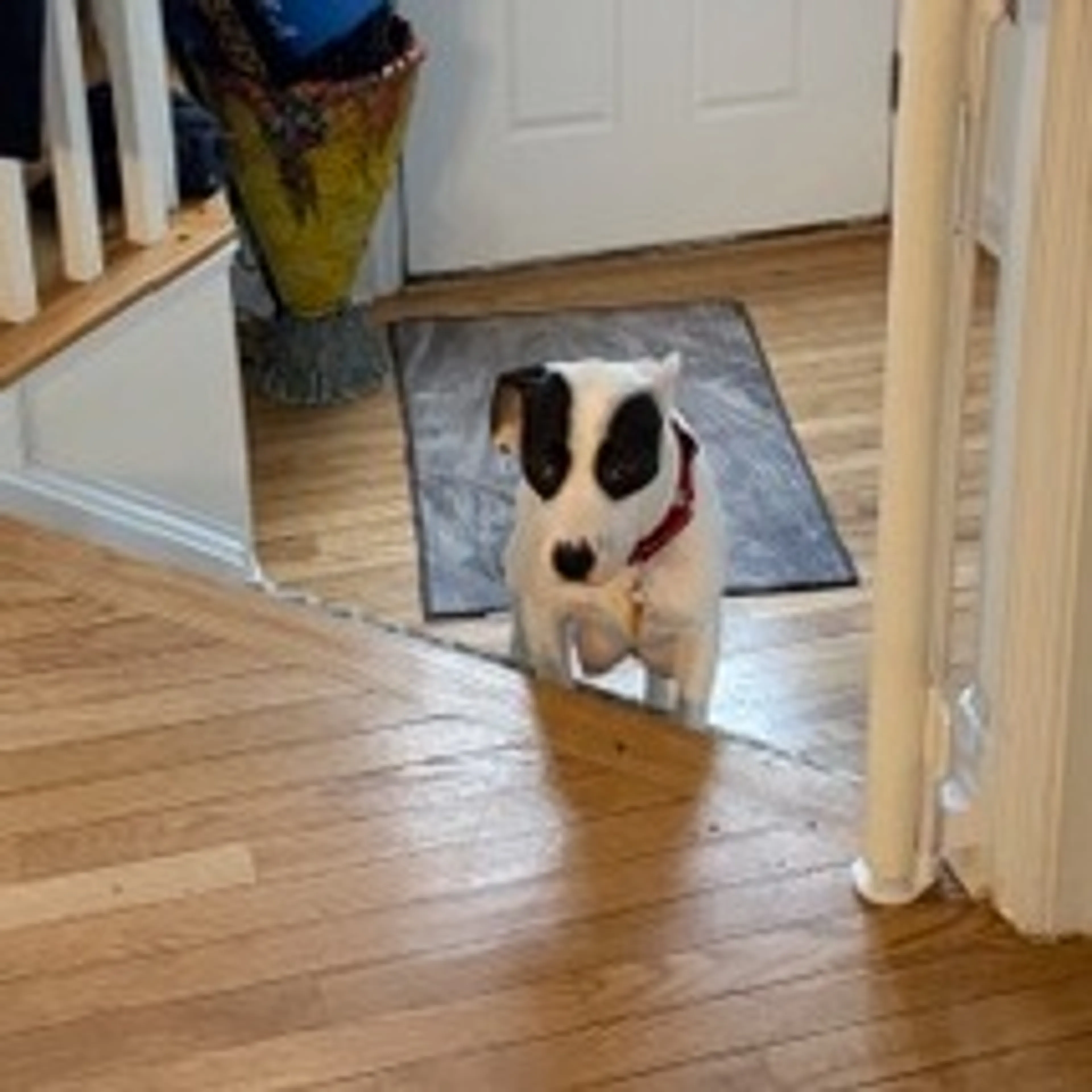 Found pet-3