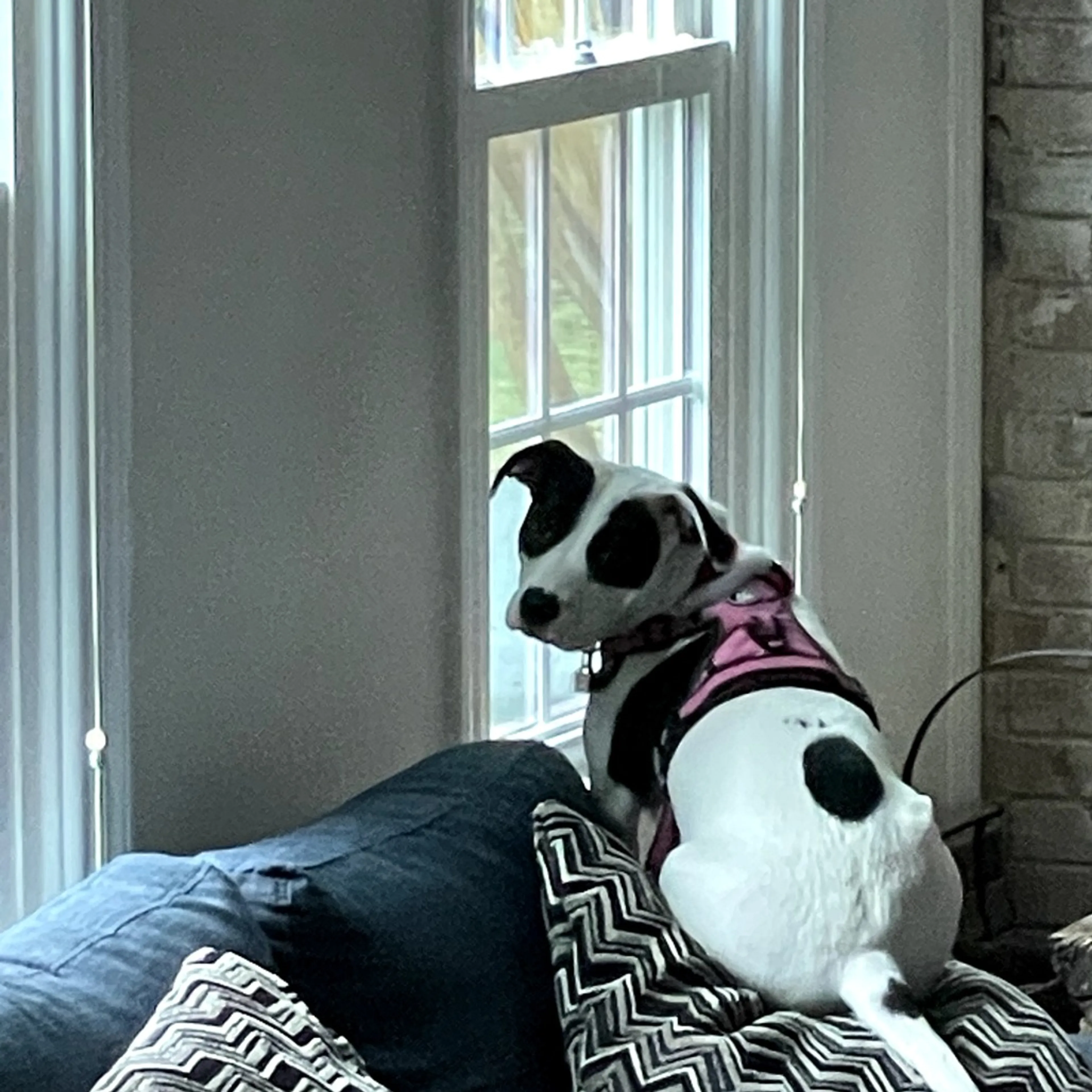 Found pet-7