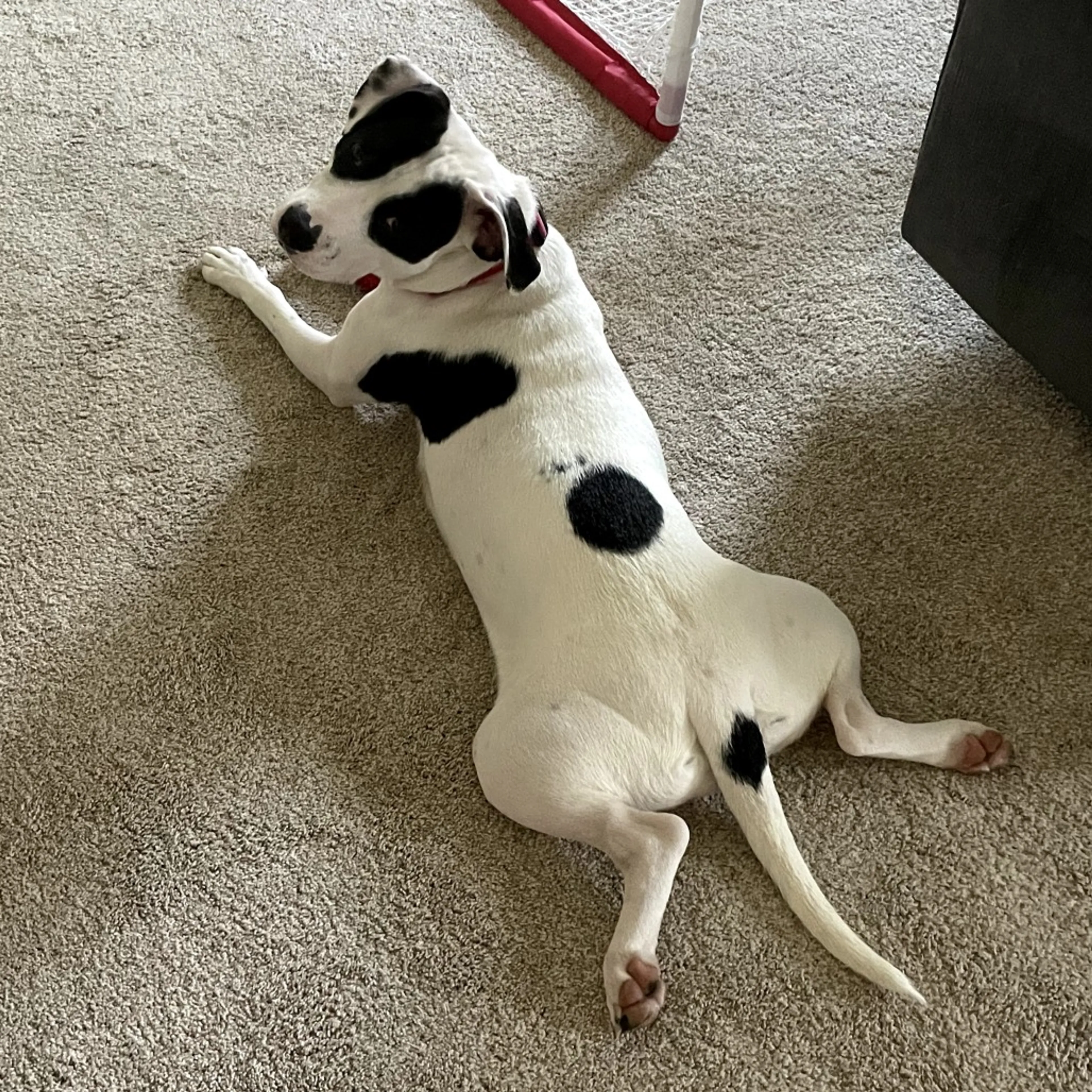 Found pet-8