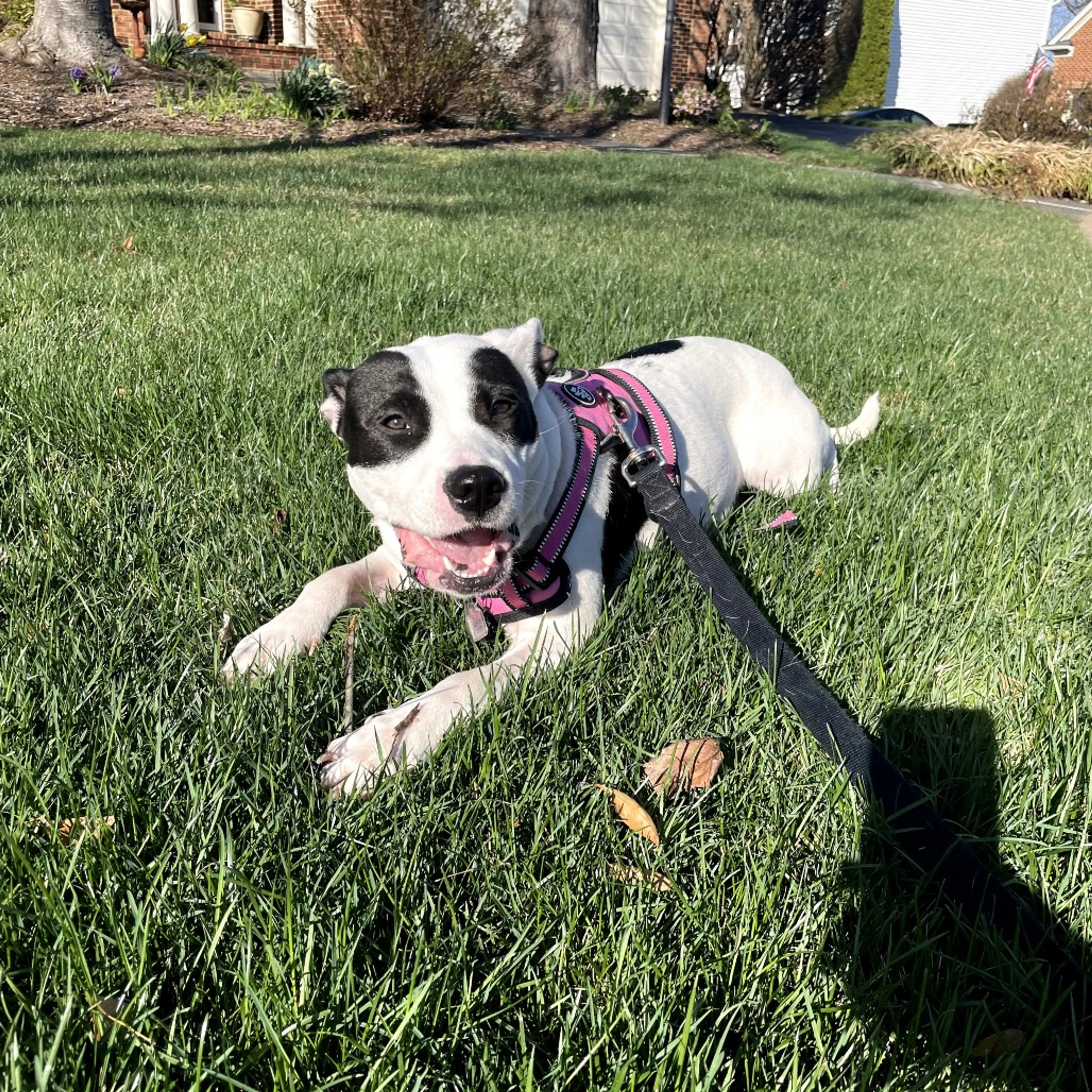 Found pet-9
