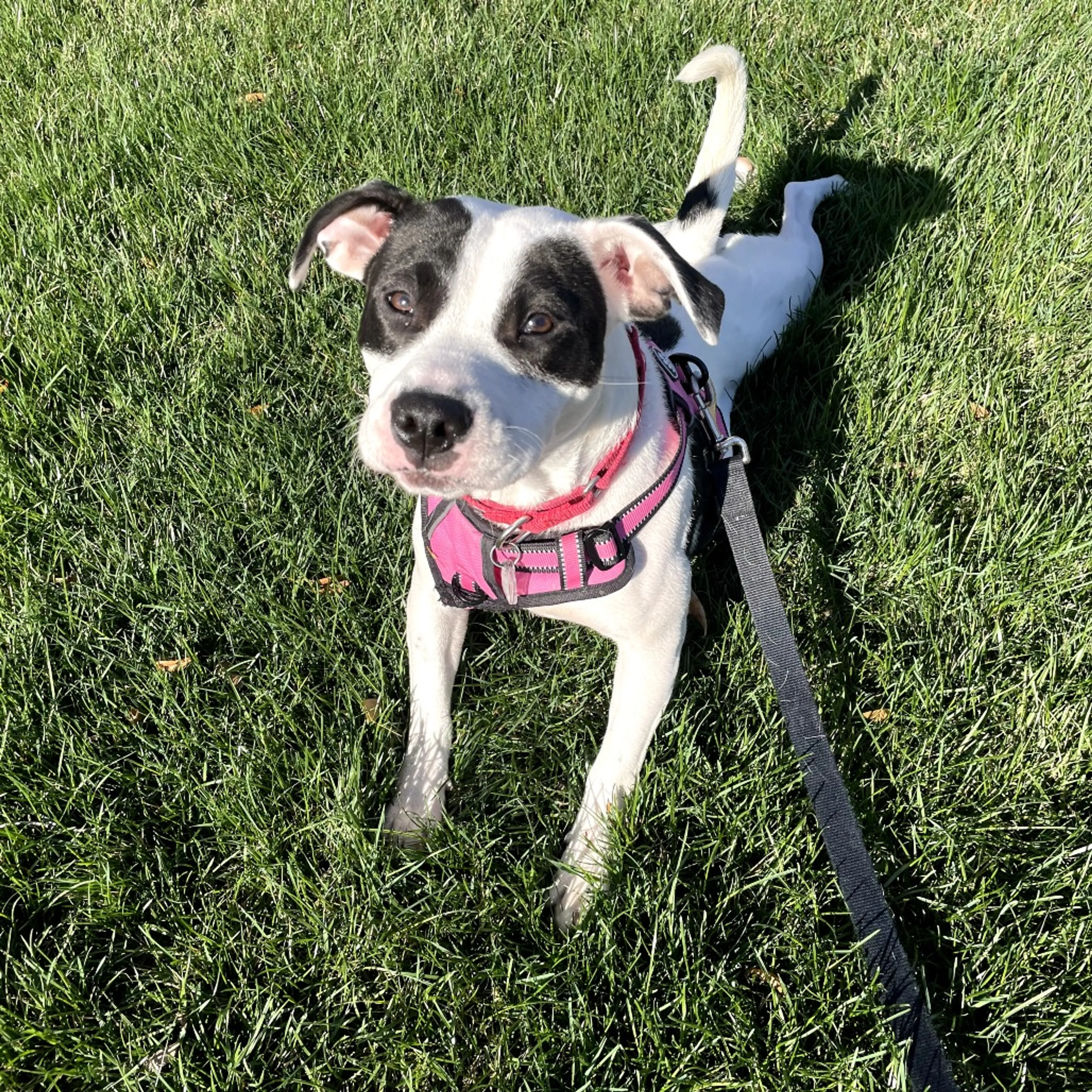 Found pet-10