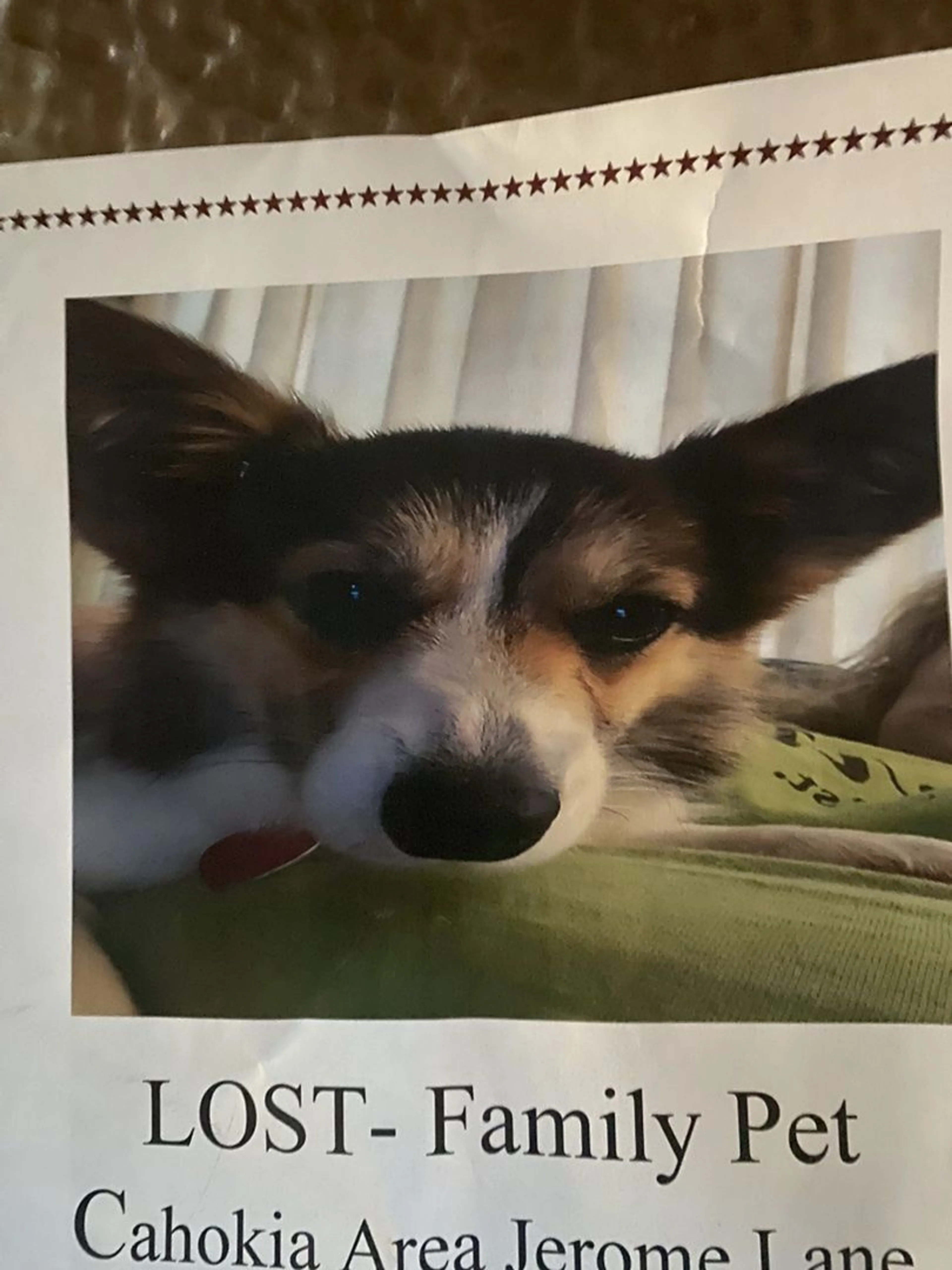 Lost pet-0