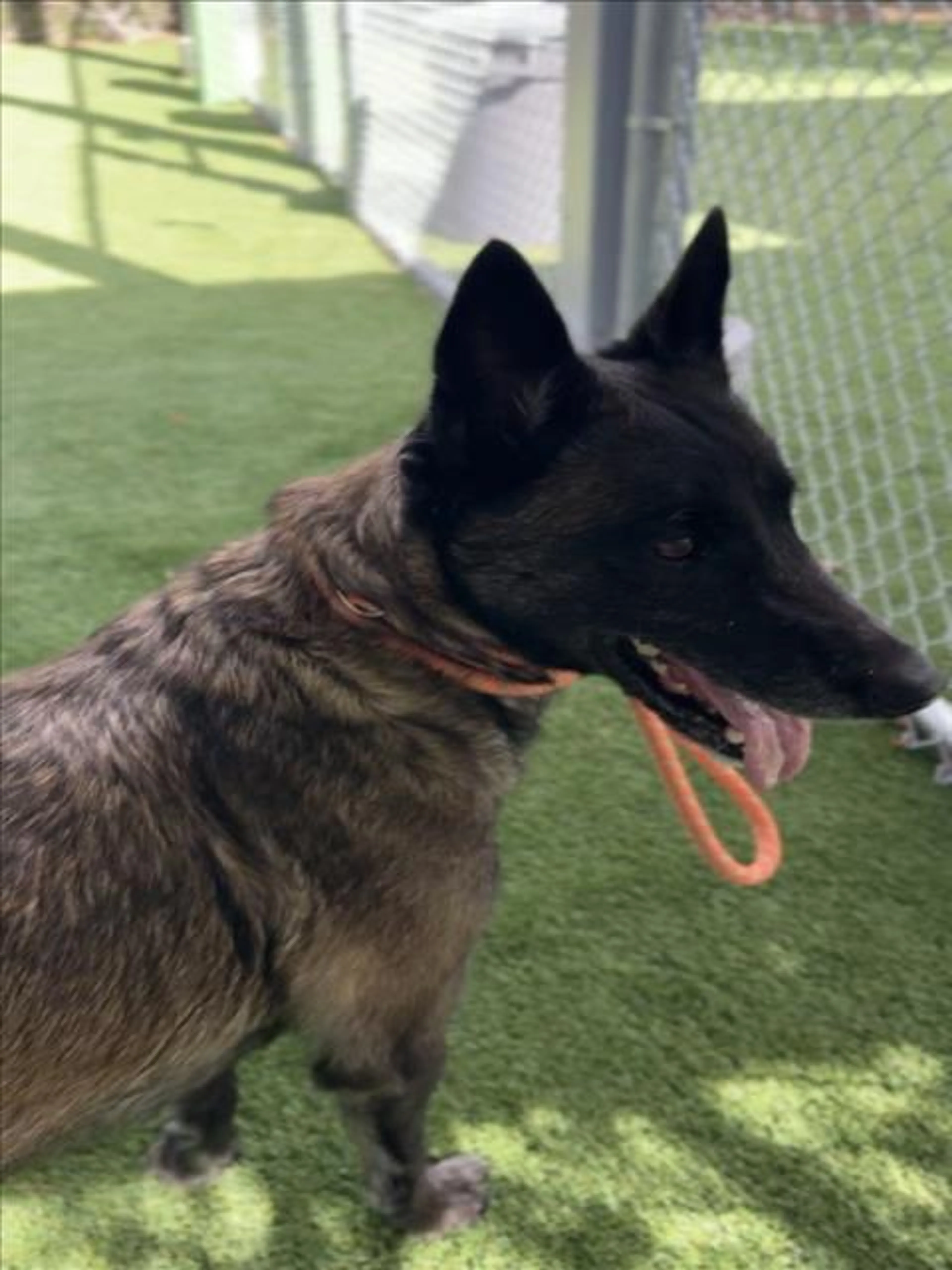 Found pet