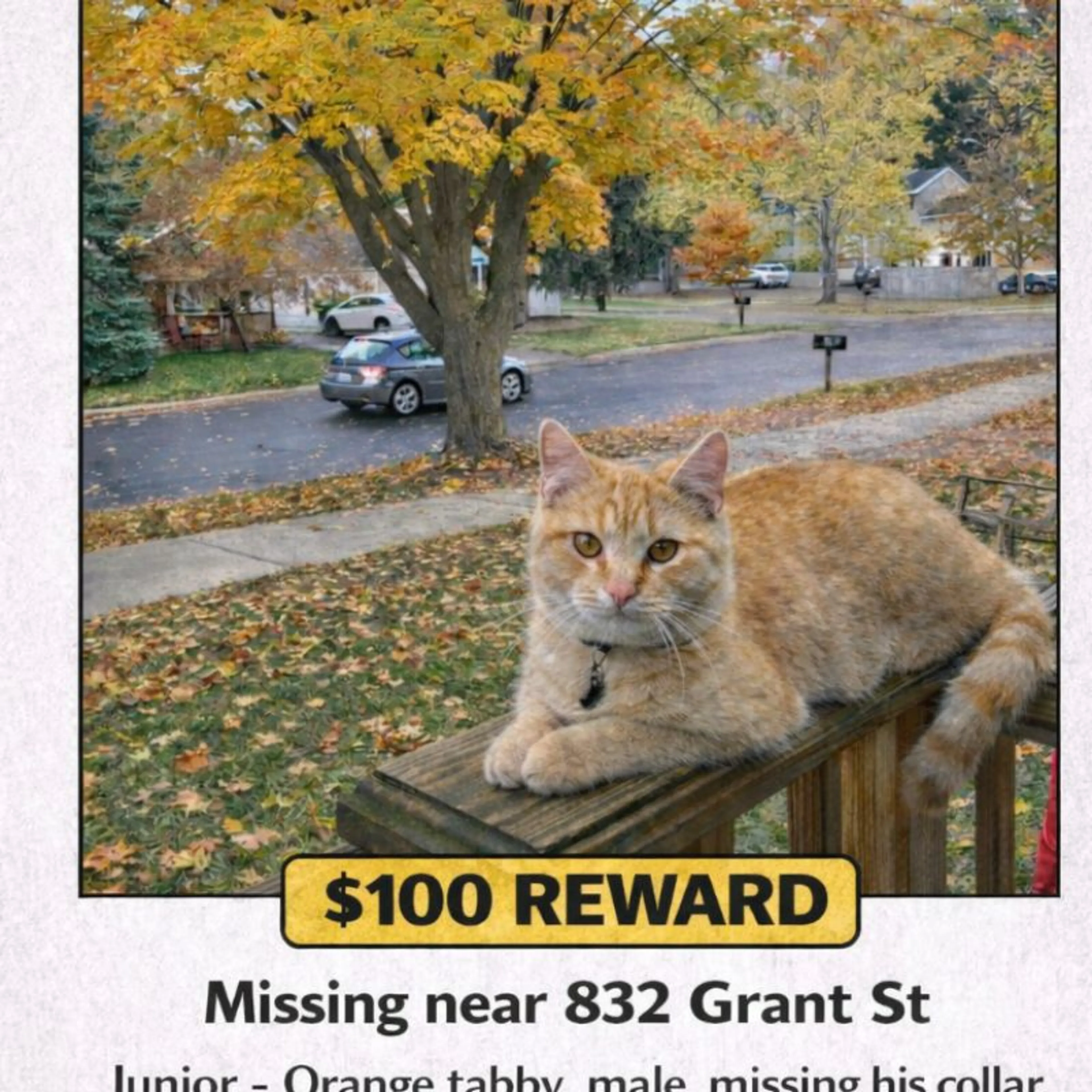 Lost pet