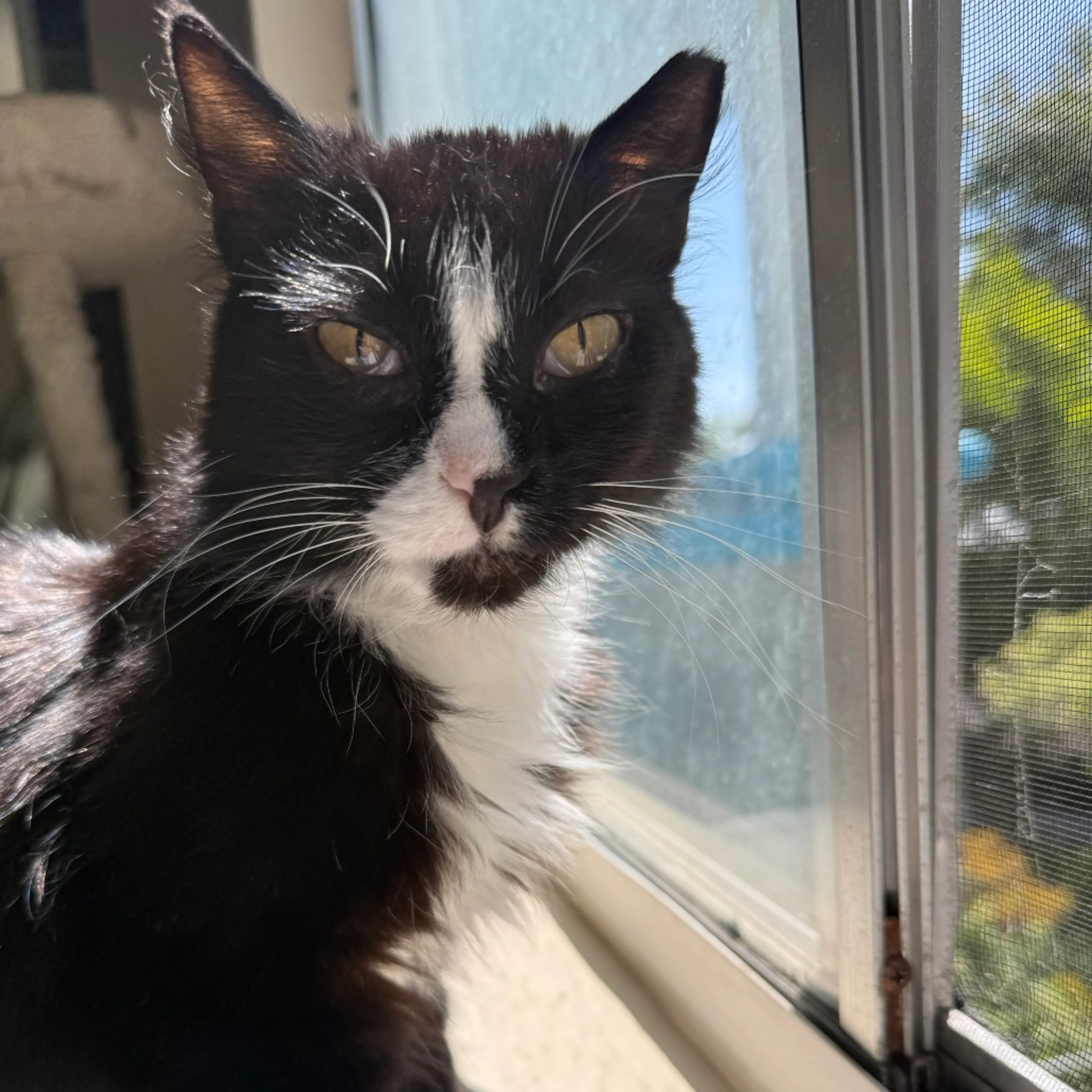 Found pet-1