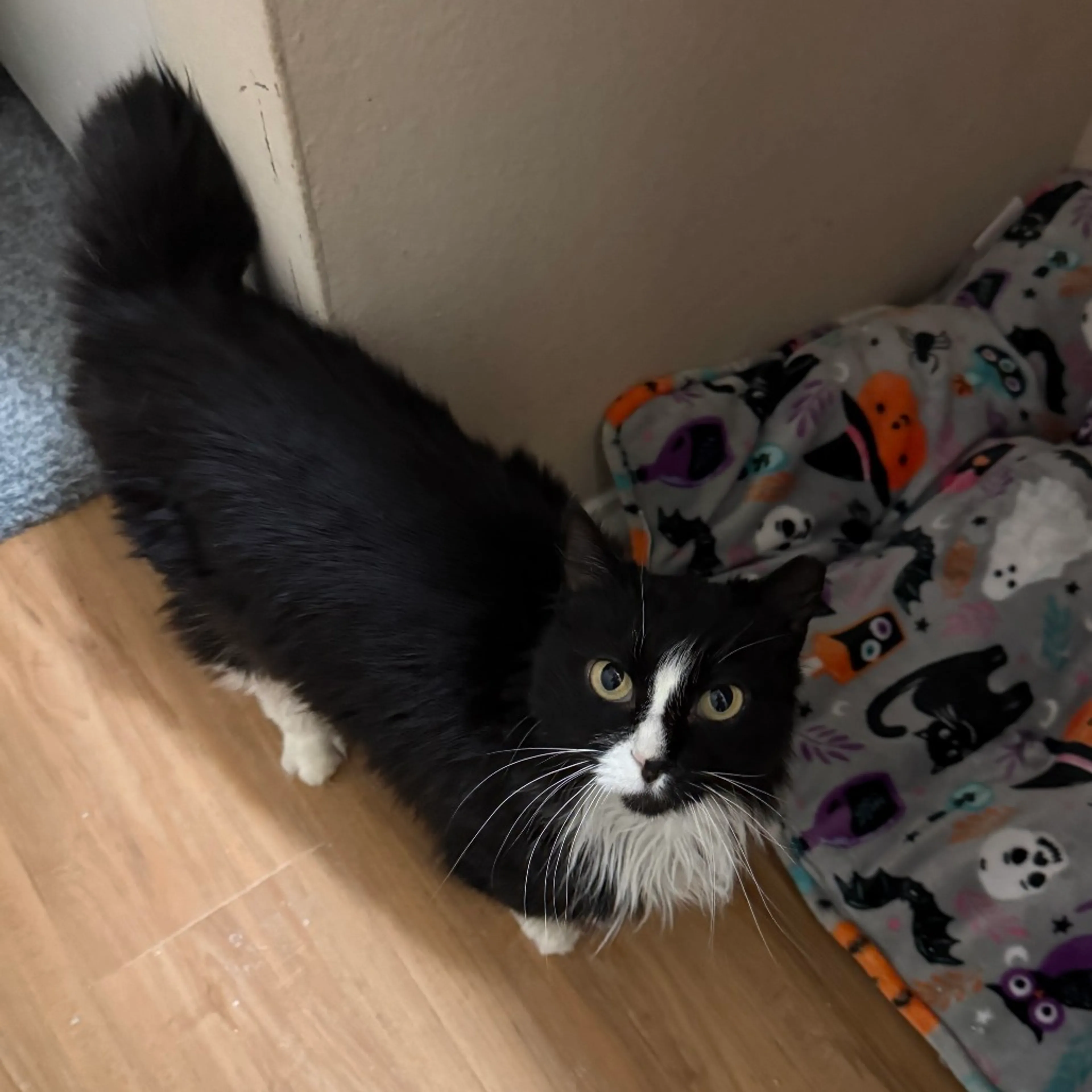 Found pet-0