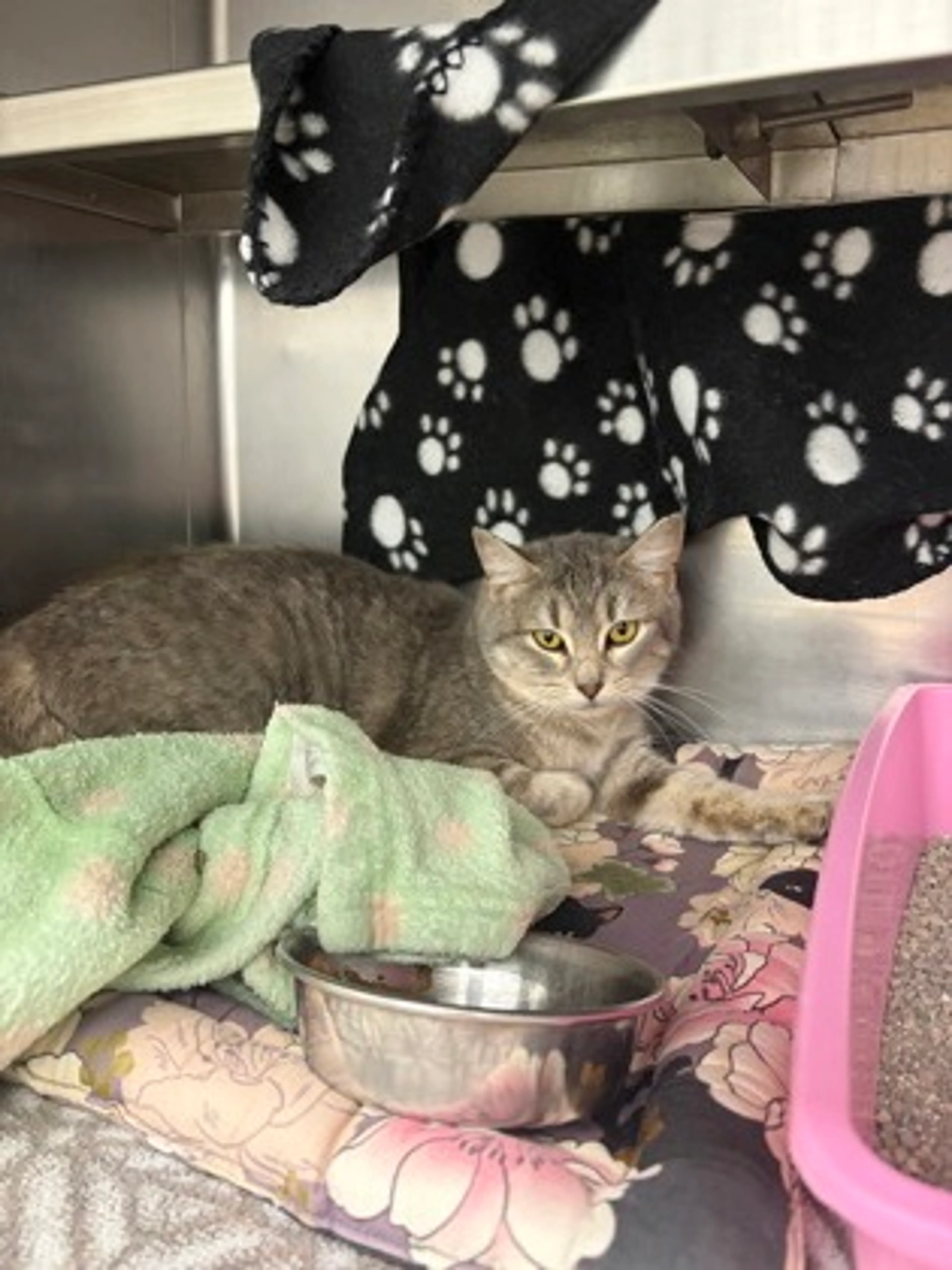 Found pet
