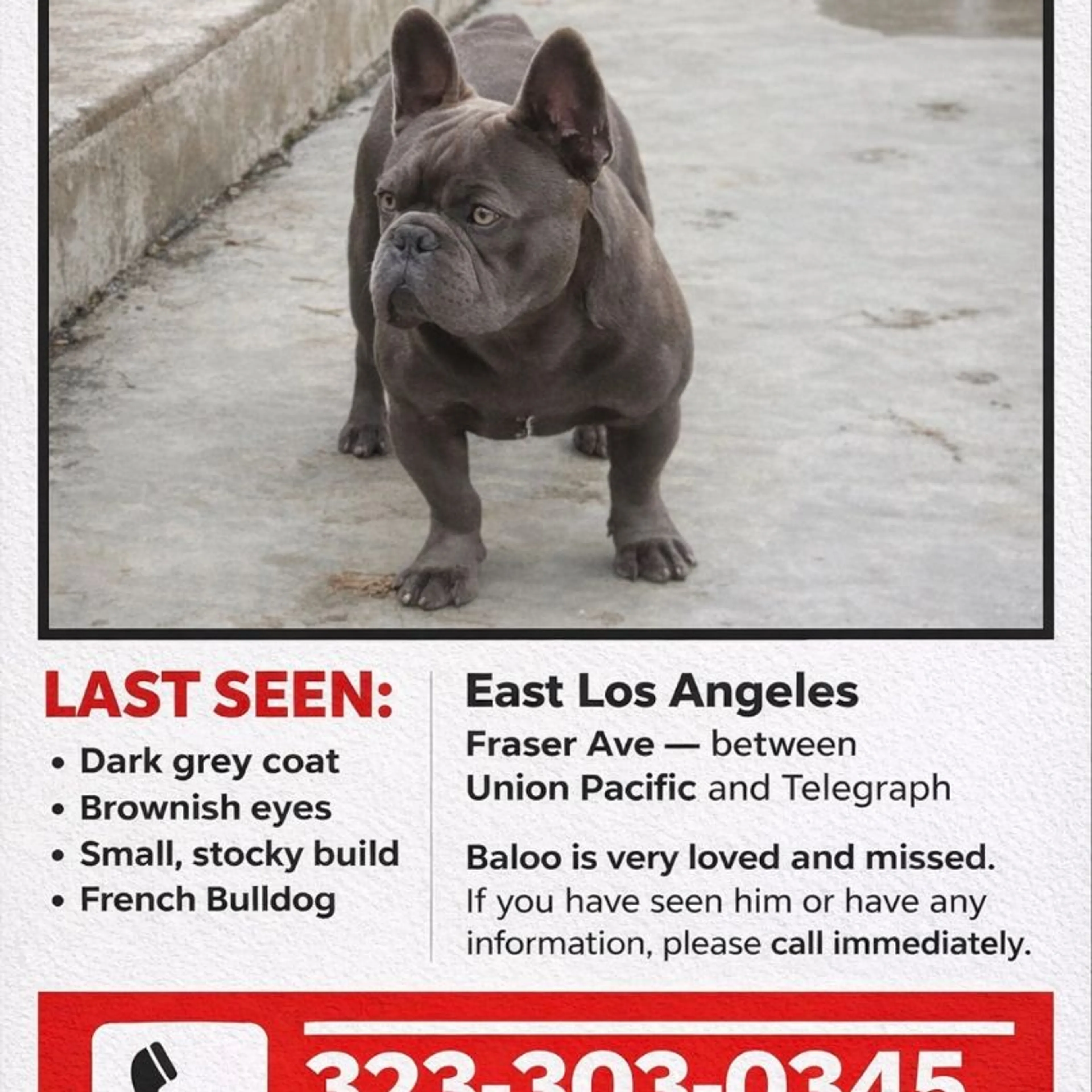 Lost pet