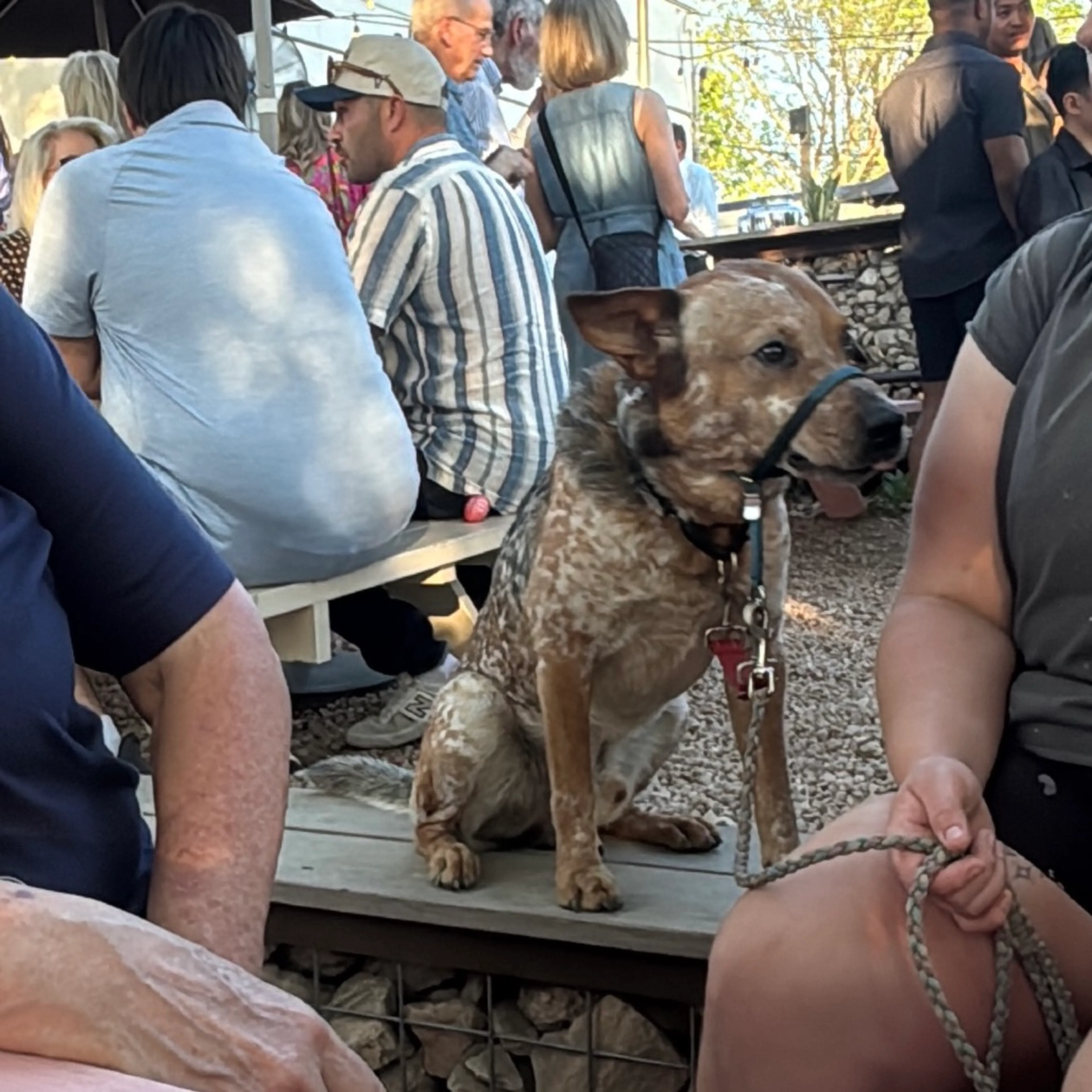 Found pet-9