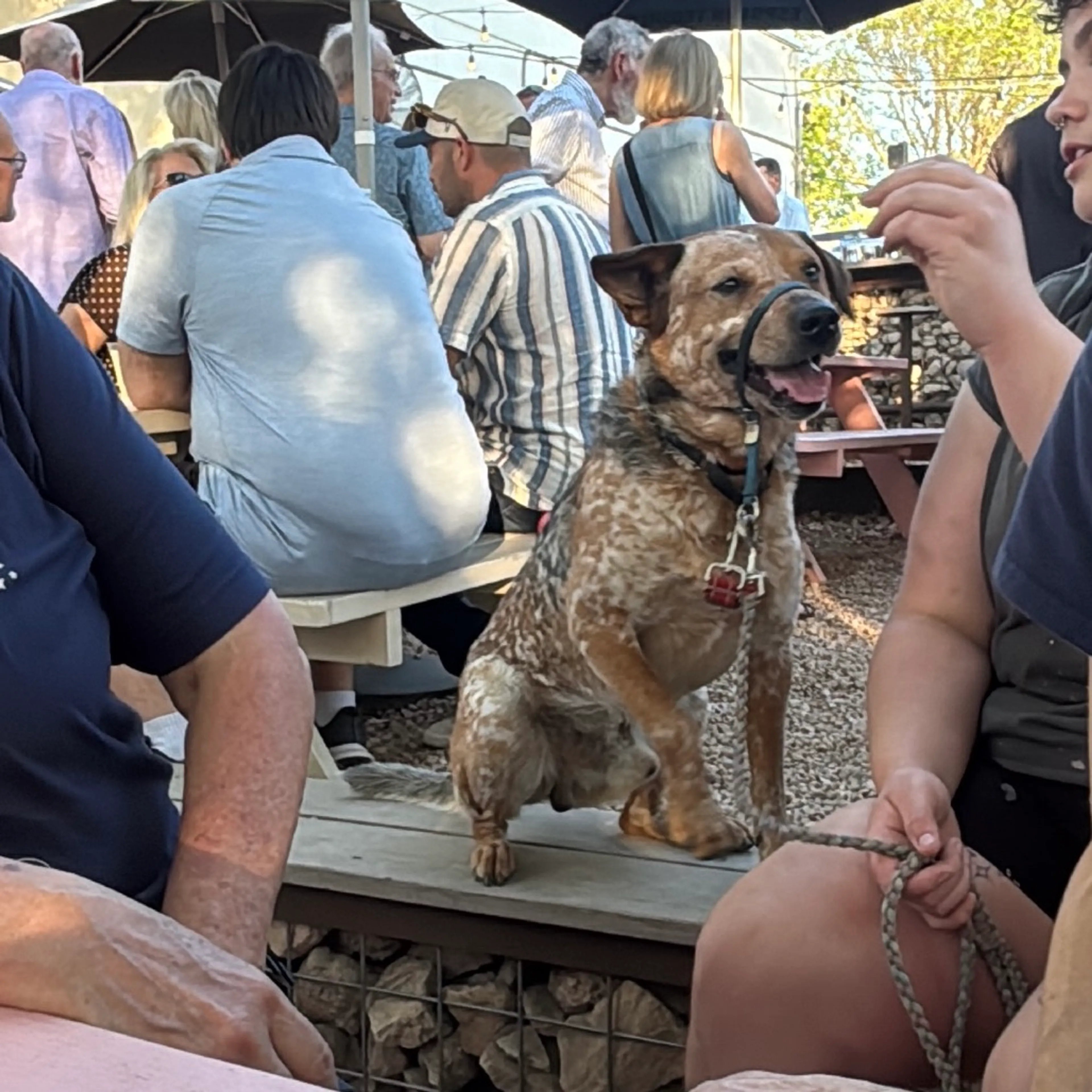 Found pet-5
