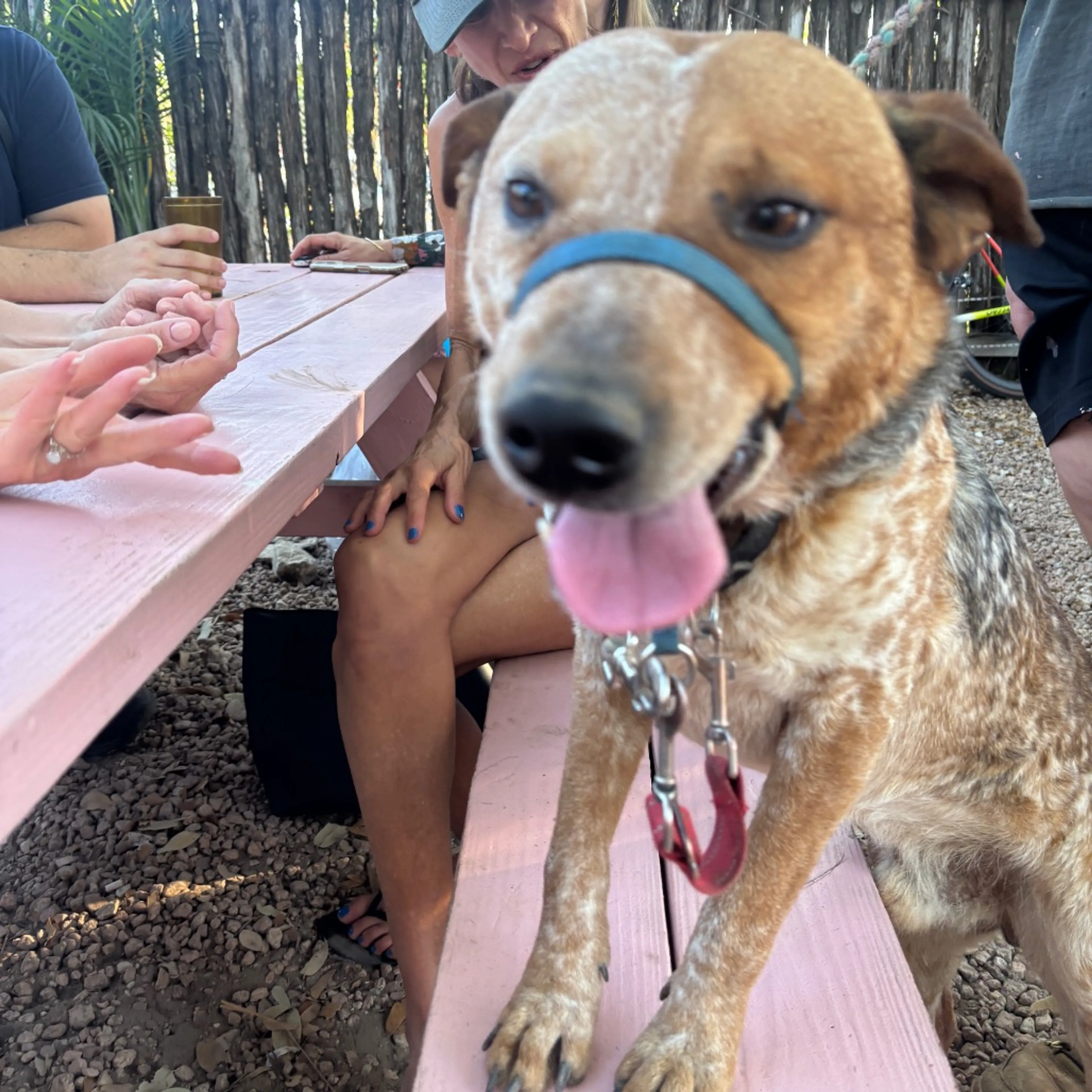 Found pet-3