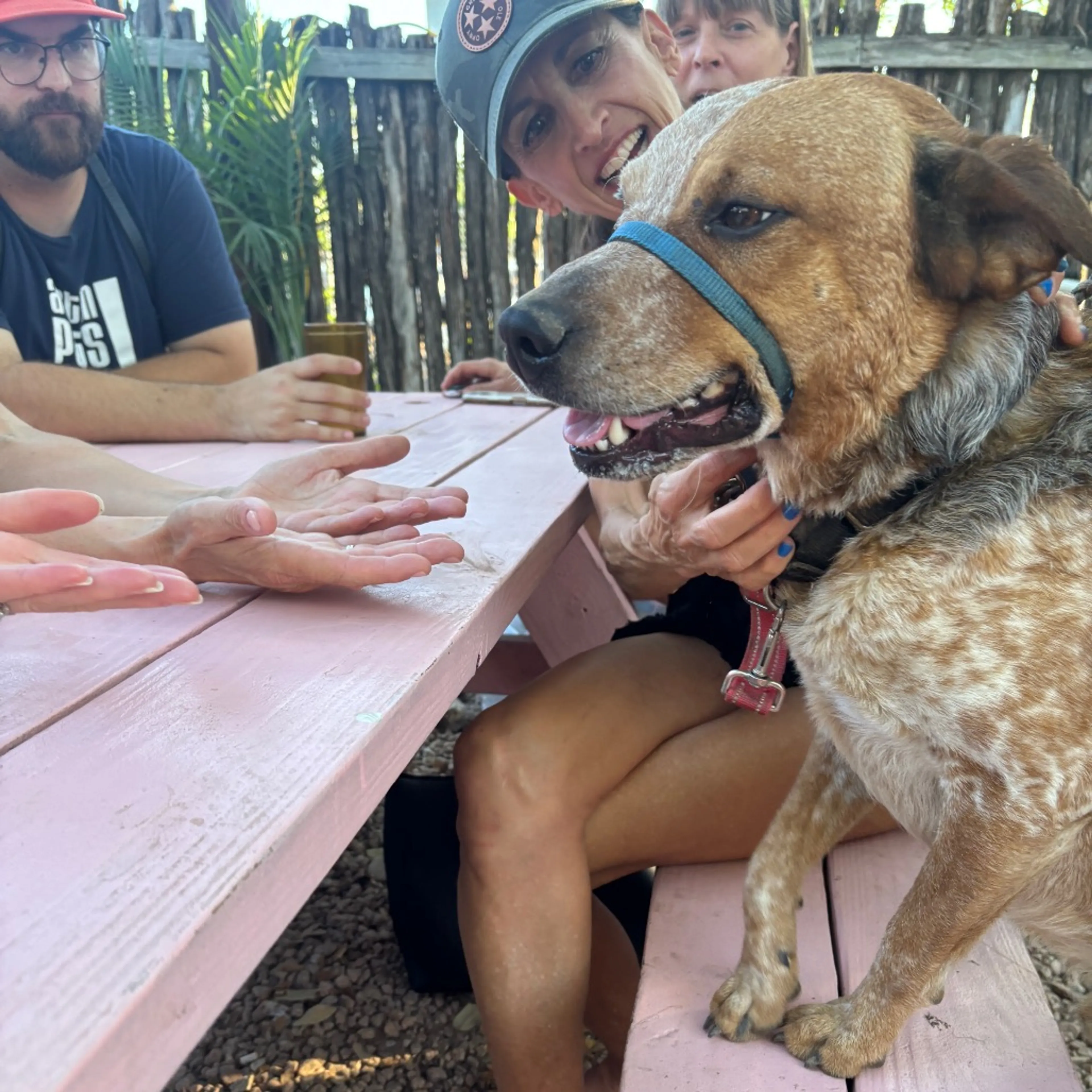 Found pet-2