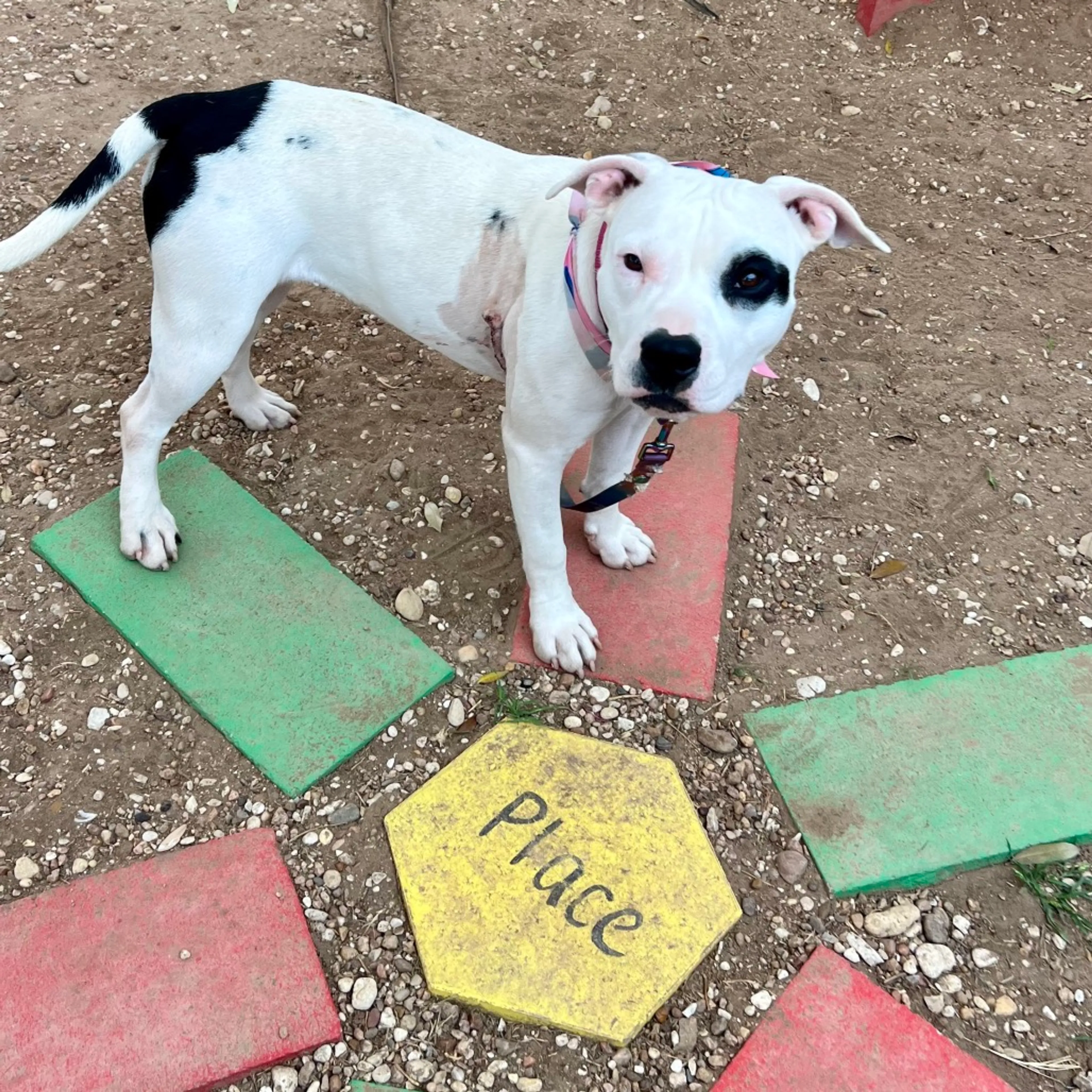 Found pet-8