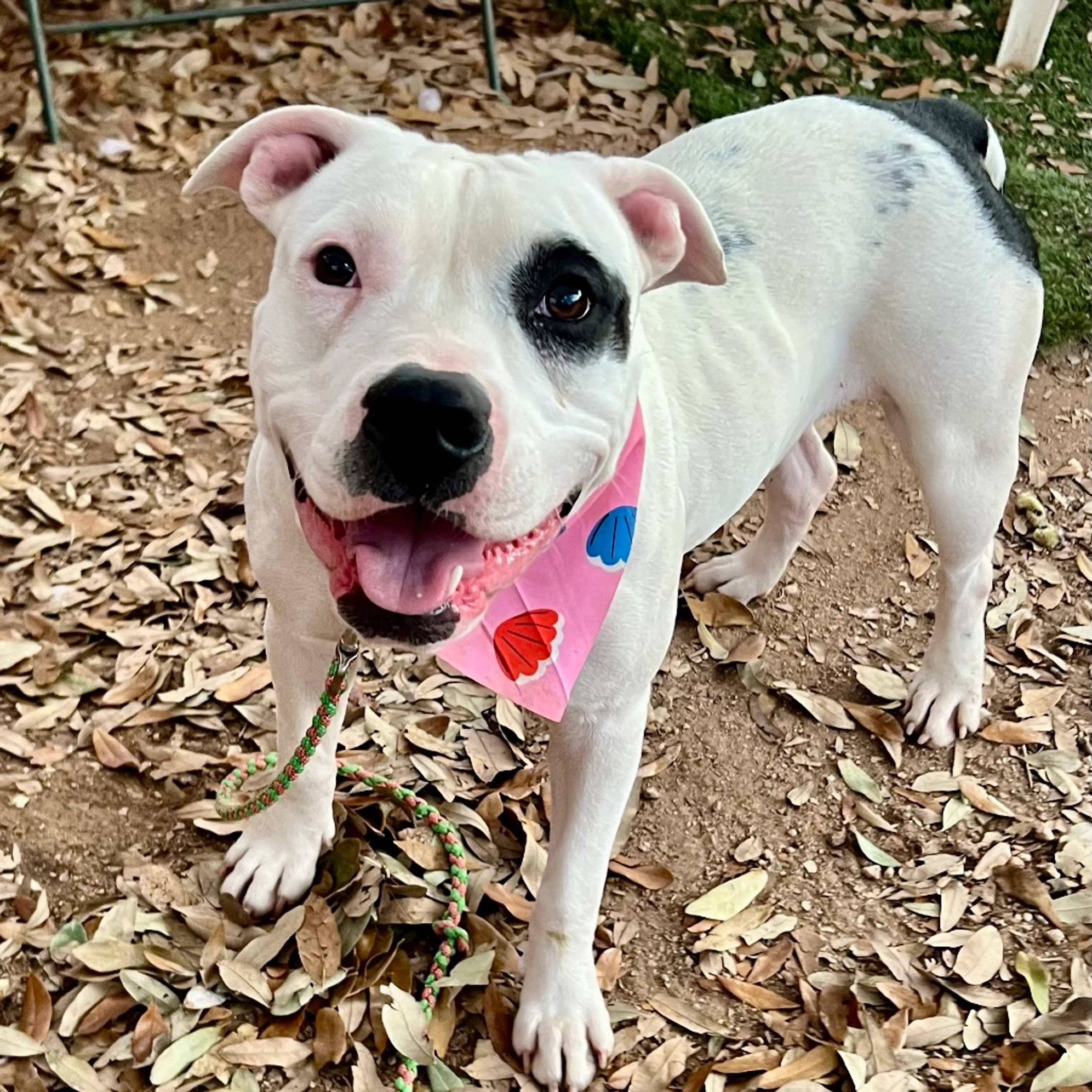 Found pet-4