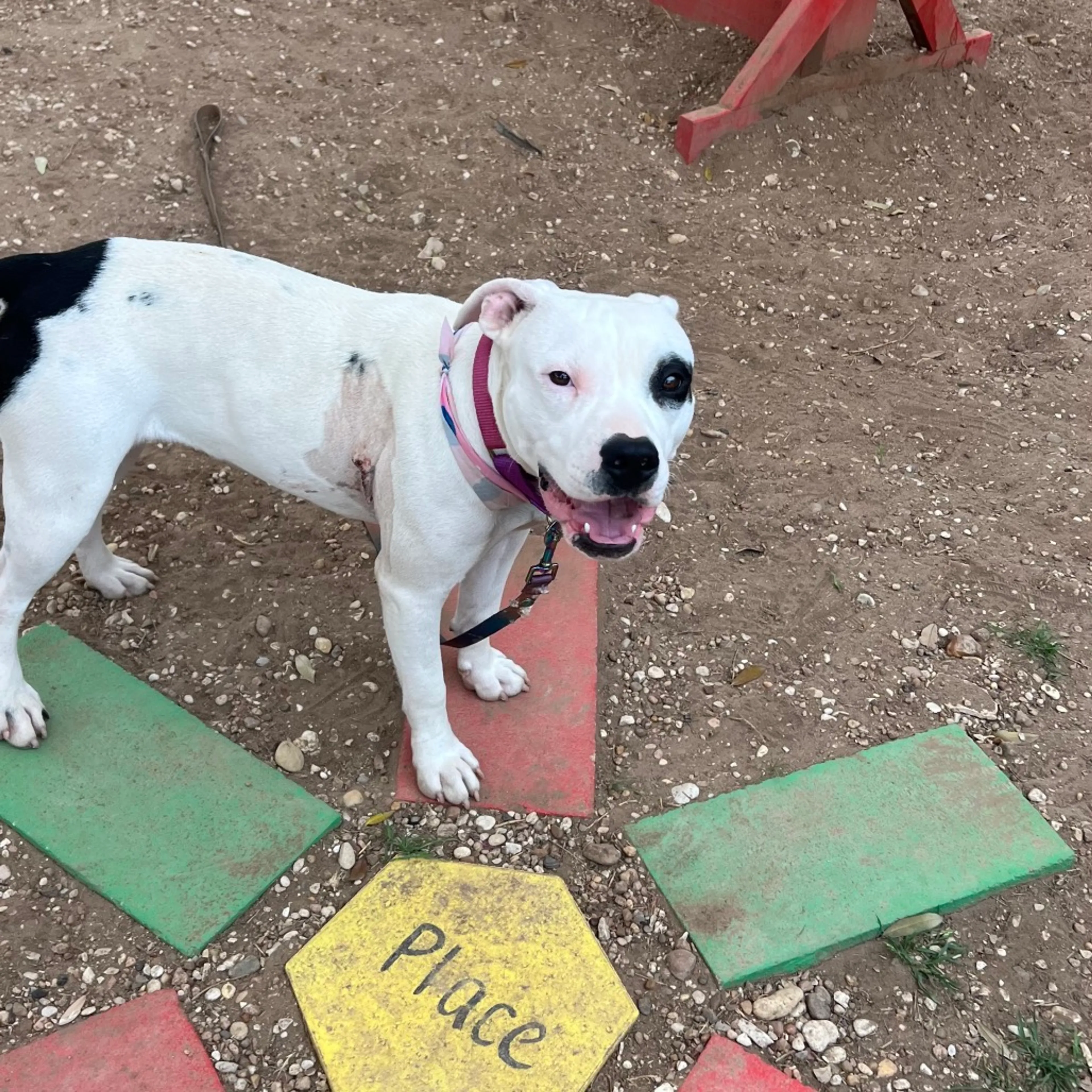 Found pet-7