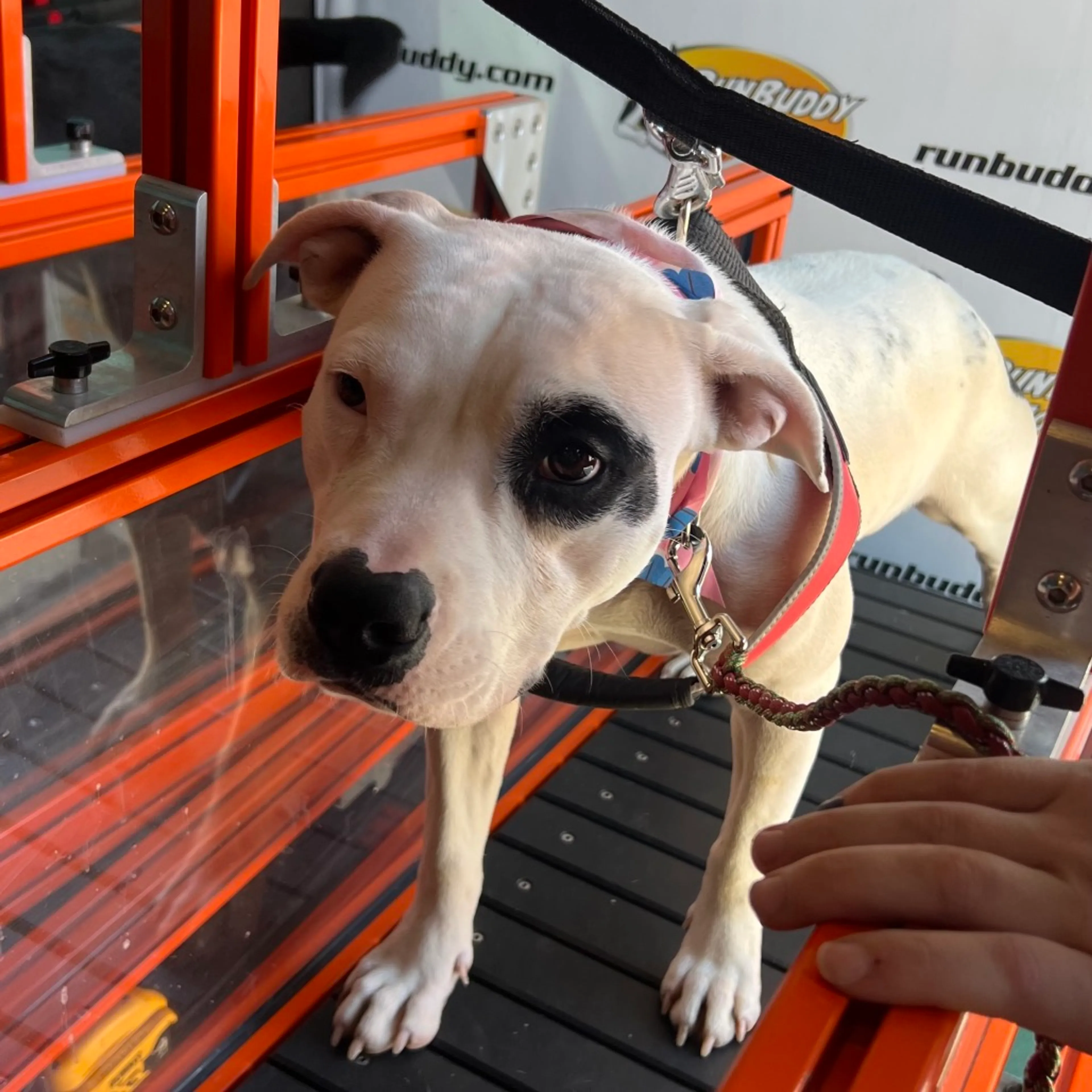 Found pet-6